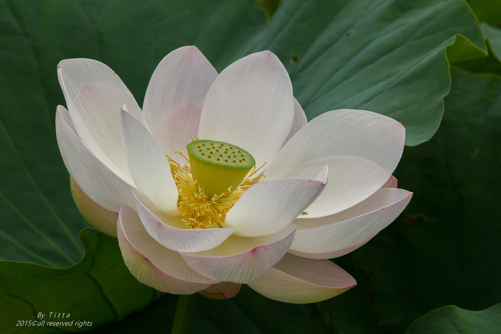 Canon EF 300mm F4L IS USM sample photo