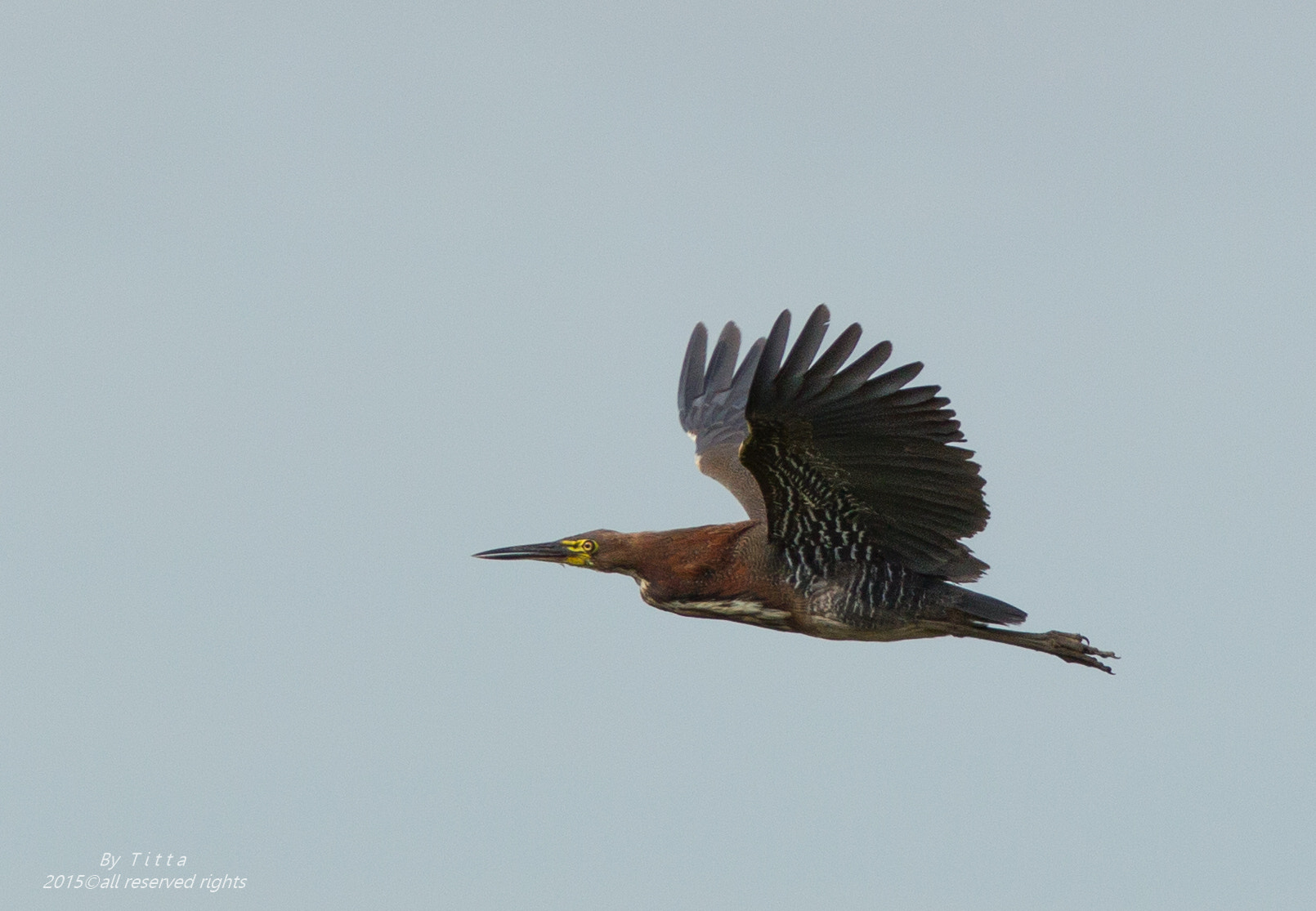 Canon EF 300mm F4L IS USM sample photo. Socó boi photography