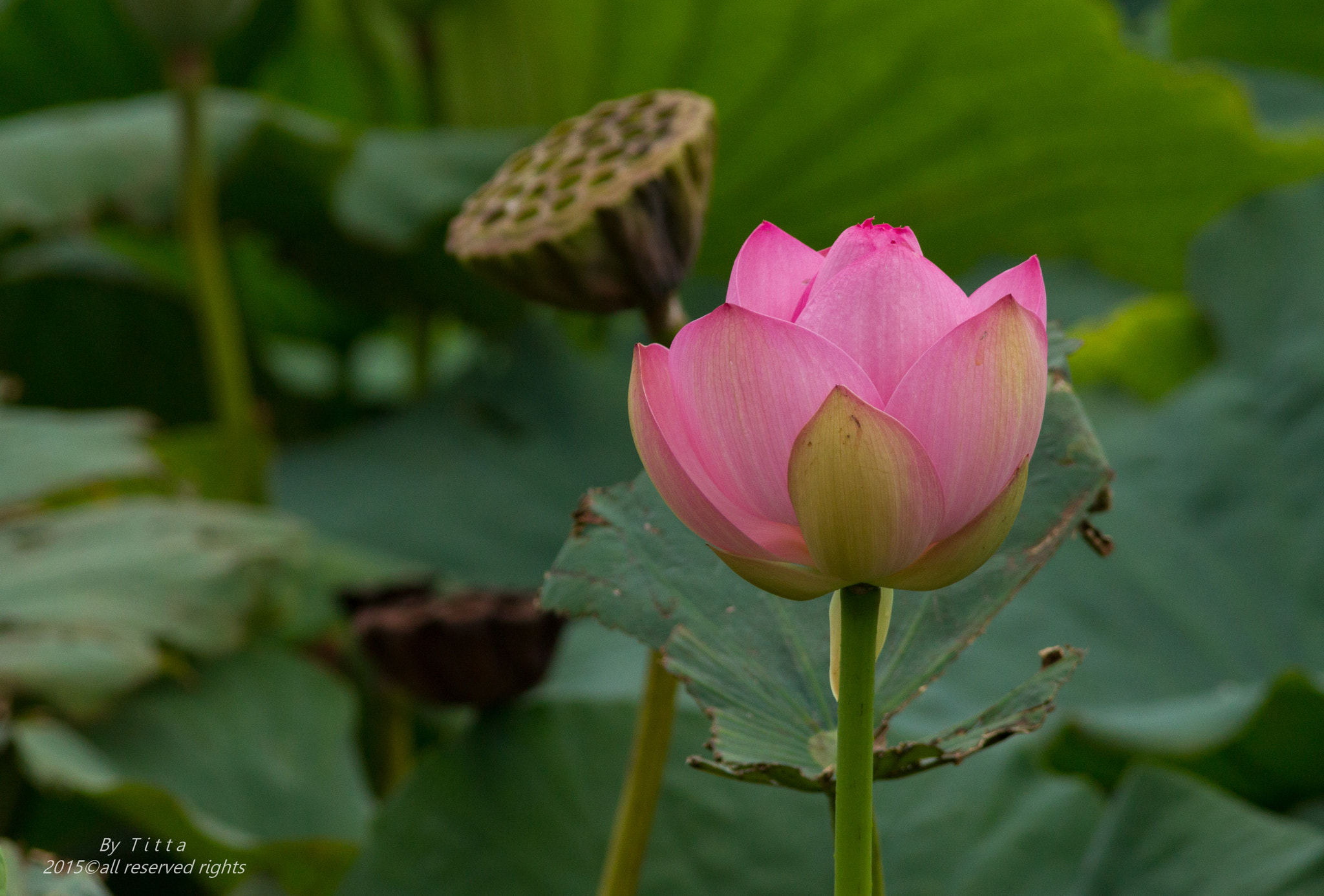 Canon EF 300mm F4L IS USM sample photo