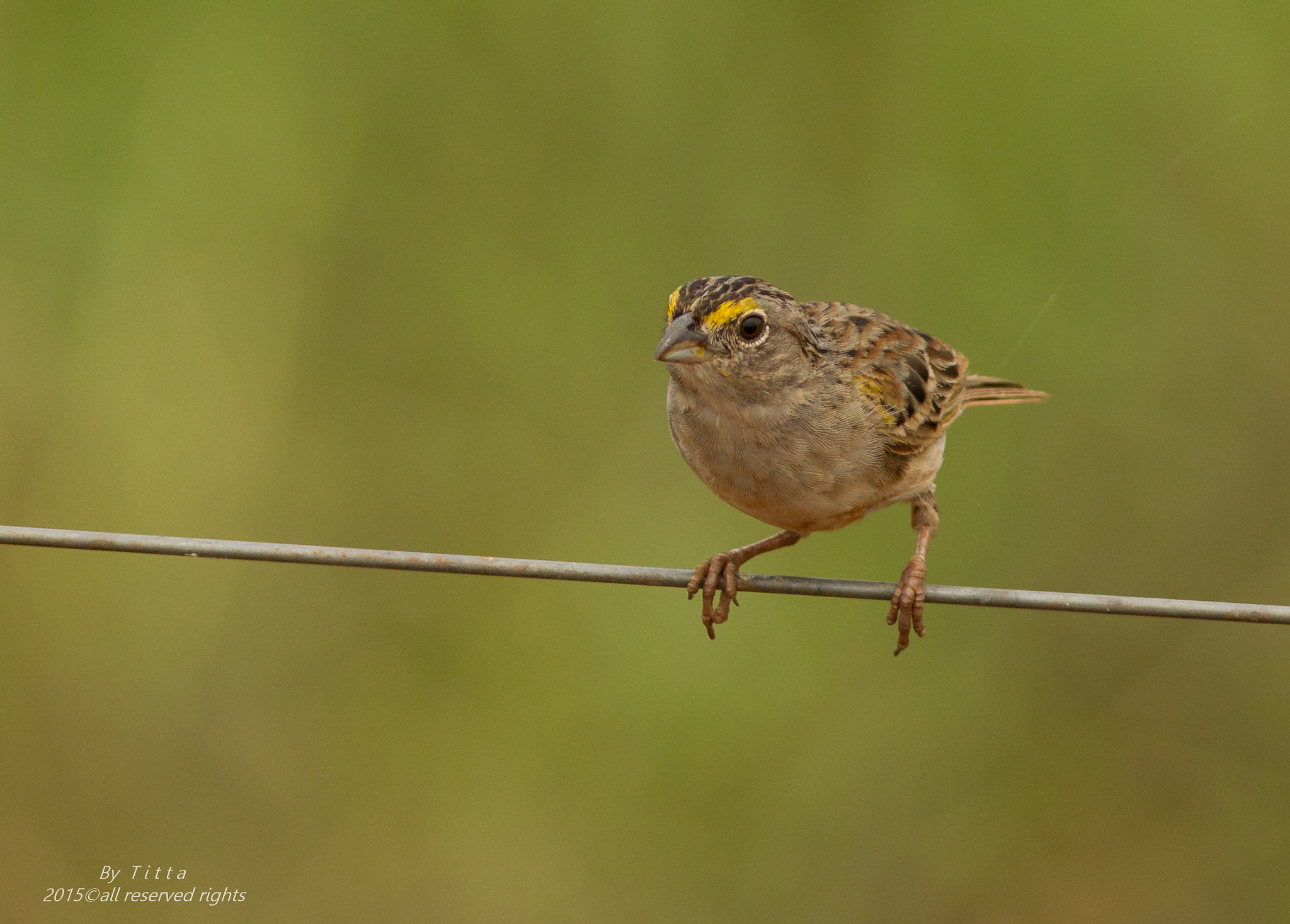 Canon EF 300mm F4L IS USM sample photo. Tico tico do campo photography