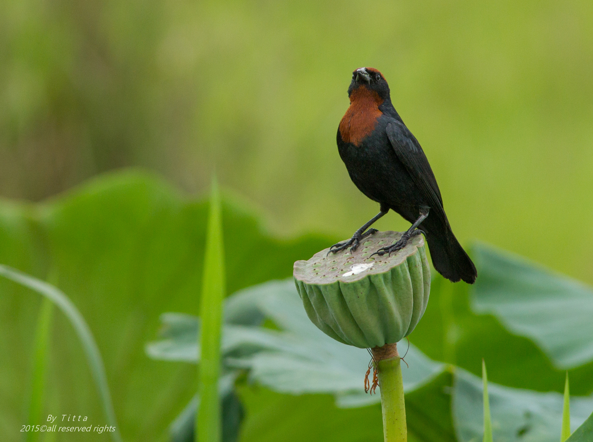 Canon EF 300mm F4L IS USM sample photo. Garibaldi photography