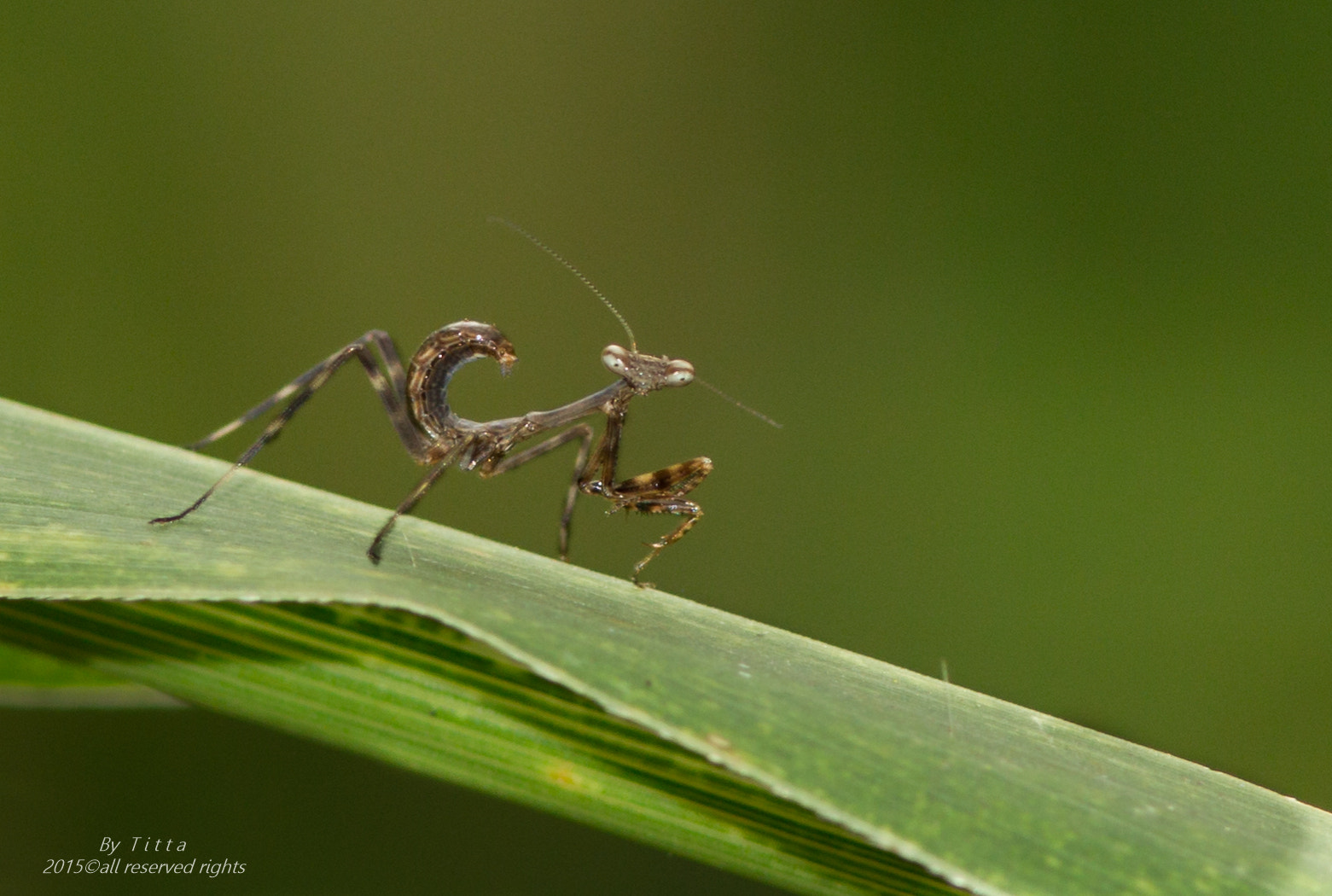 Canon EF 300mm F4L IS USM sample photo