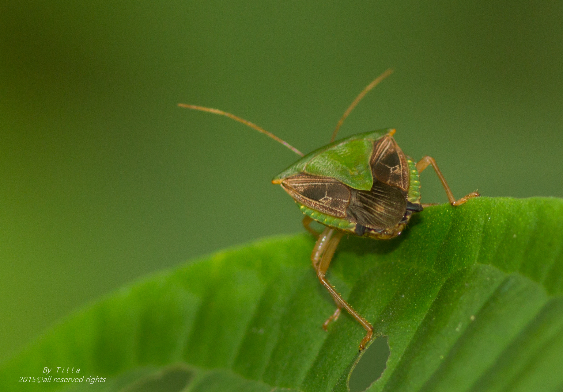 Canon EF 300mm F4L IS USM sample photo
