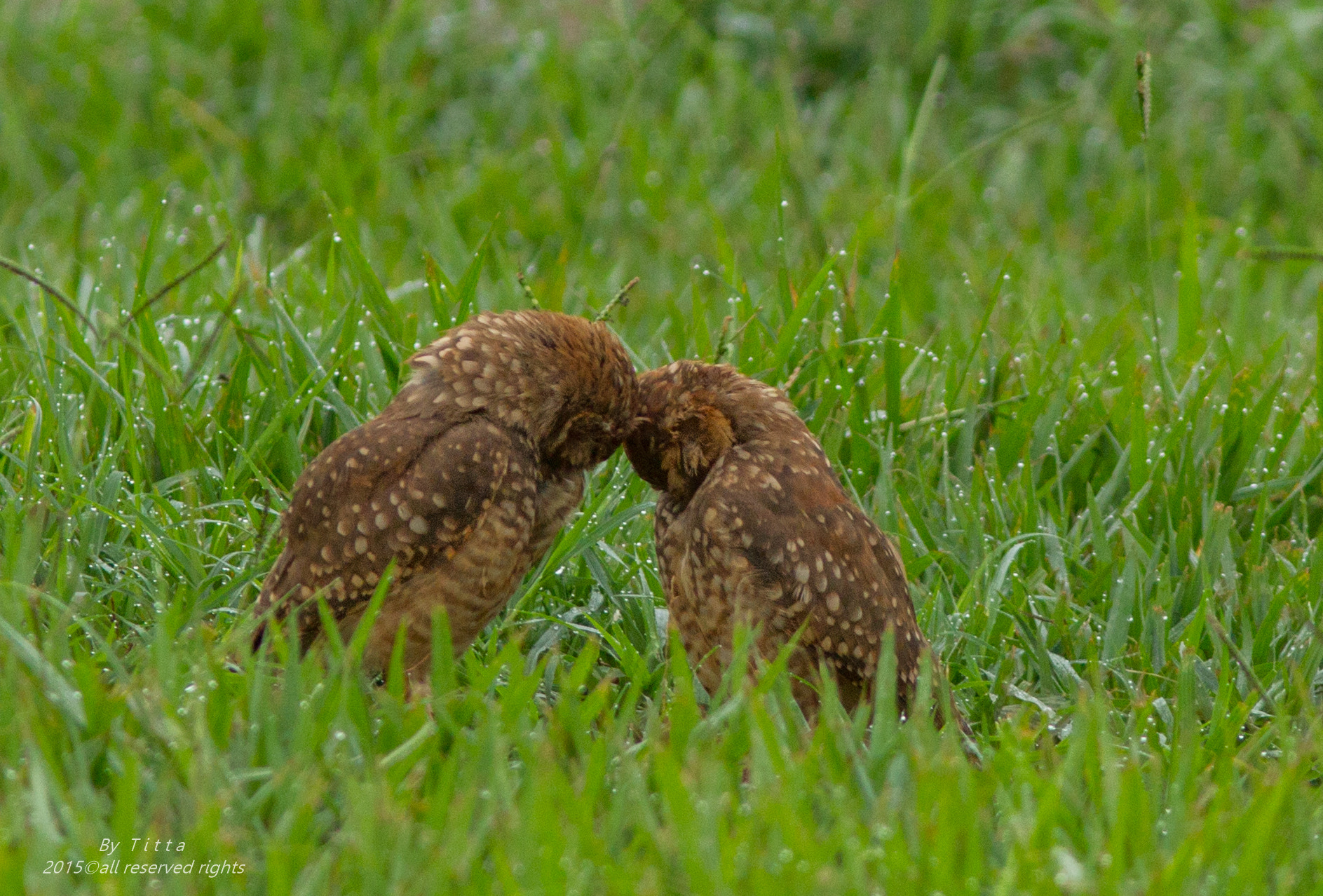 Canon EF 300mm F4L IS USM sample photo