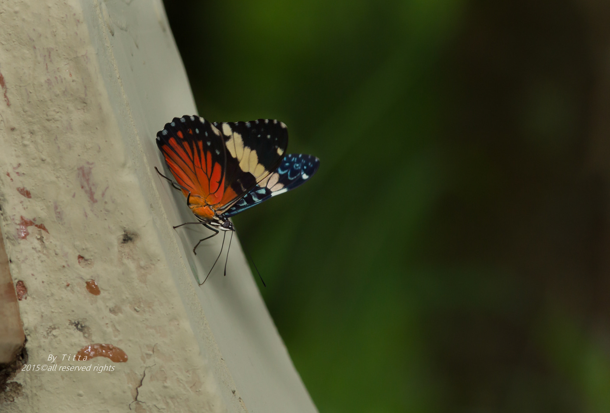 Canon EF 300mm F4L IS USM sample photo