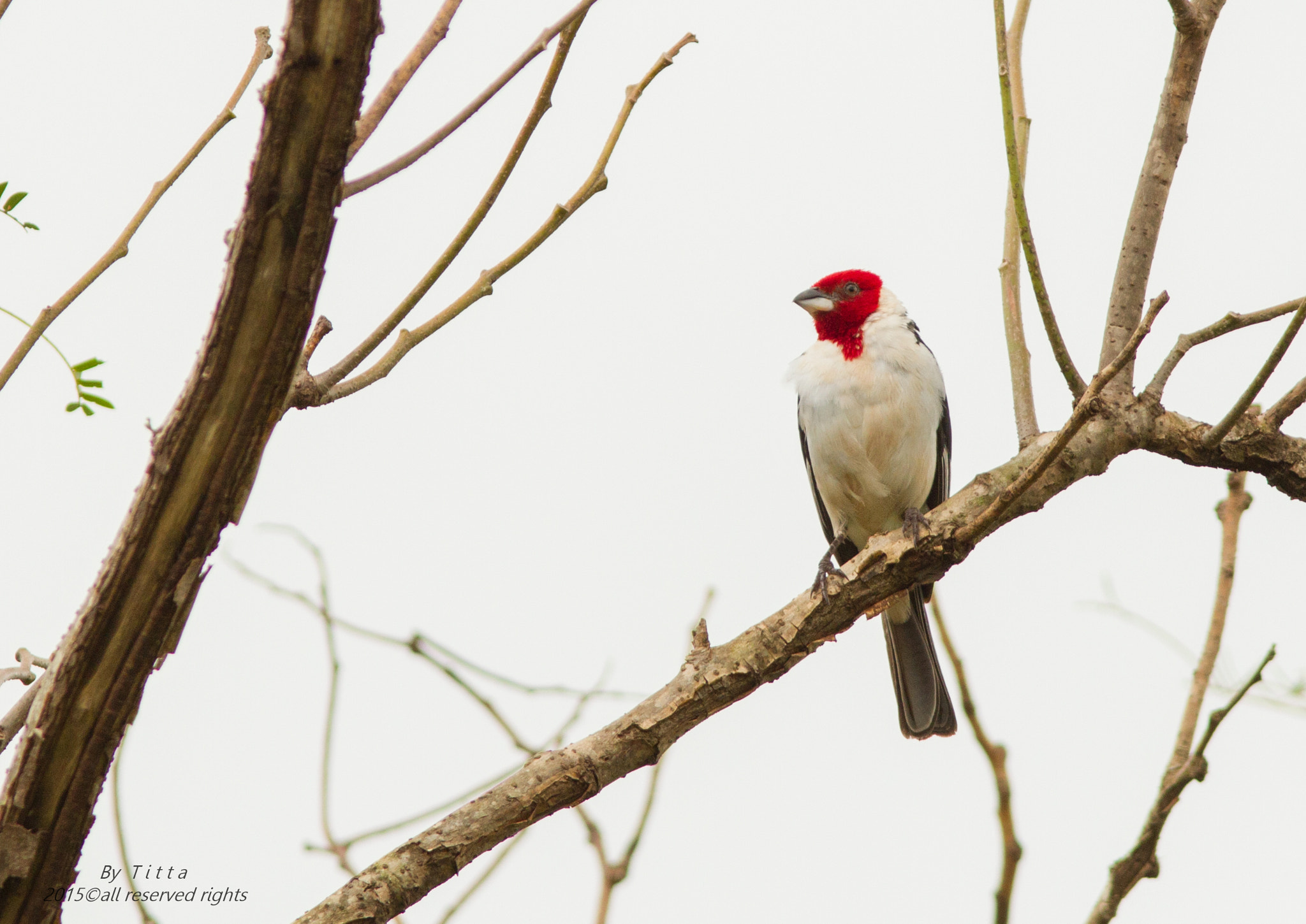 Canon EF 300mm F4L IS USM sample photo