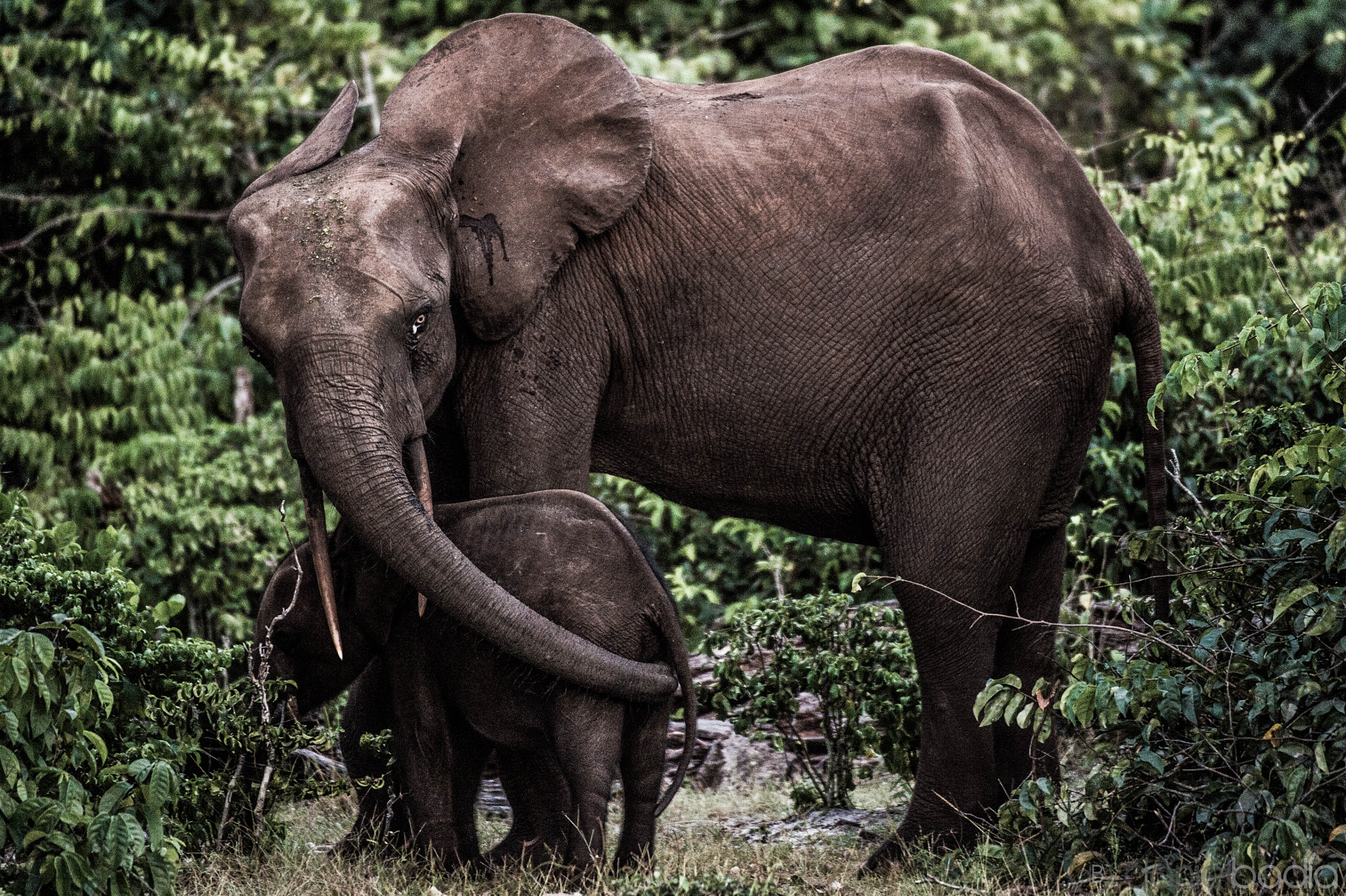Nikon D4S sample photo. Africa. gabon - congo photography