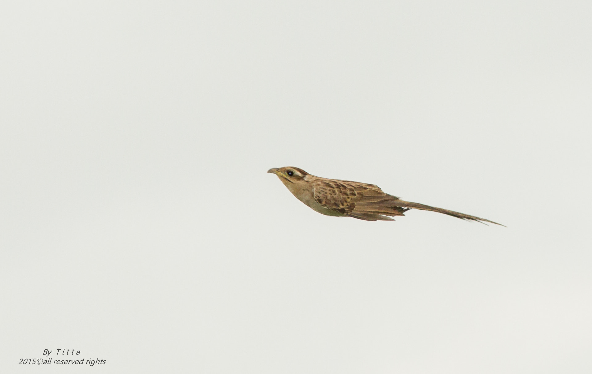 Canon EF 300mm F4L IS USM sample photo. Saci photography