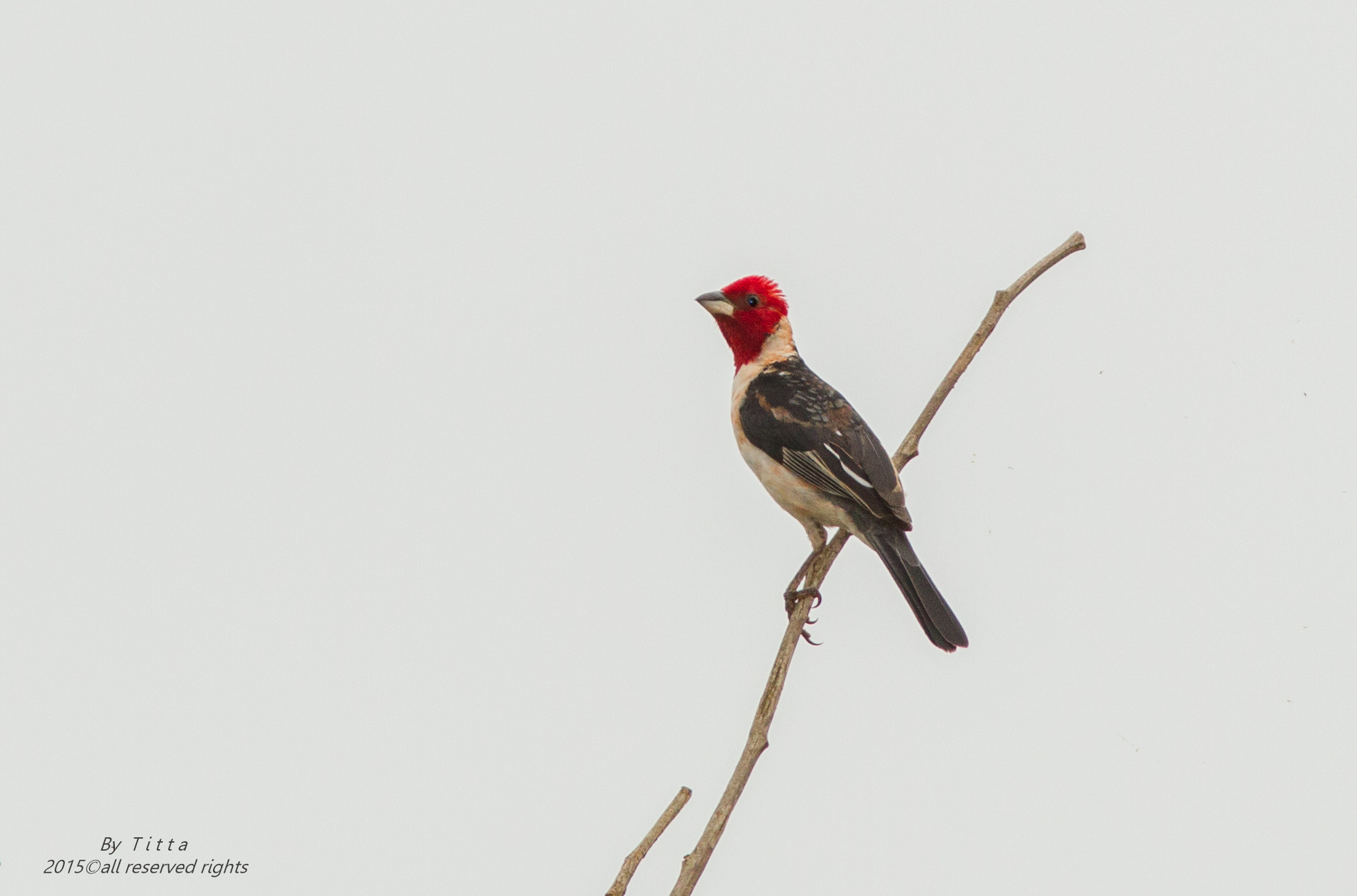 Canon EF 300mm F4L IS USM sample photo. Cardeal do nordeste photography