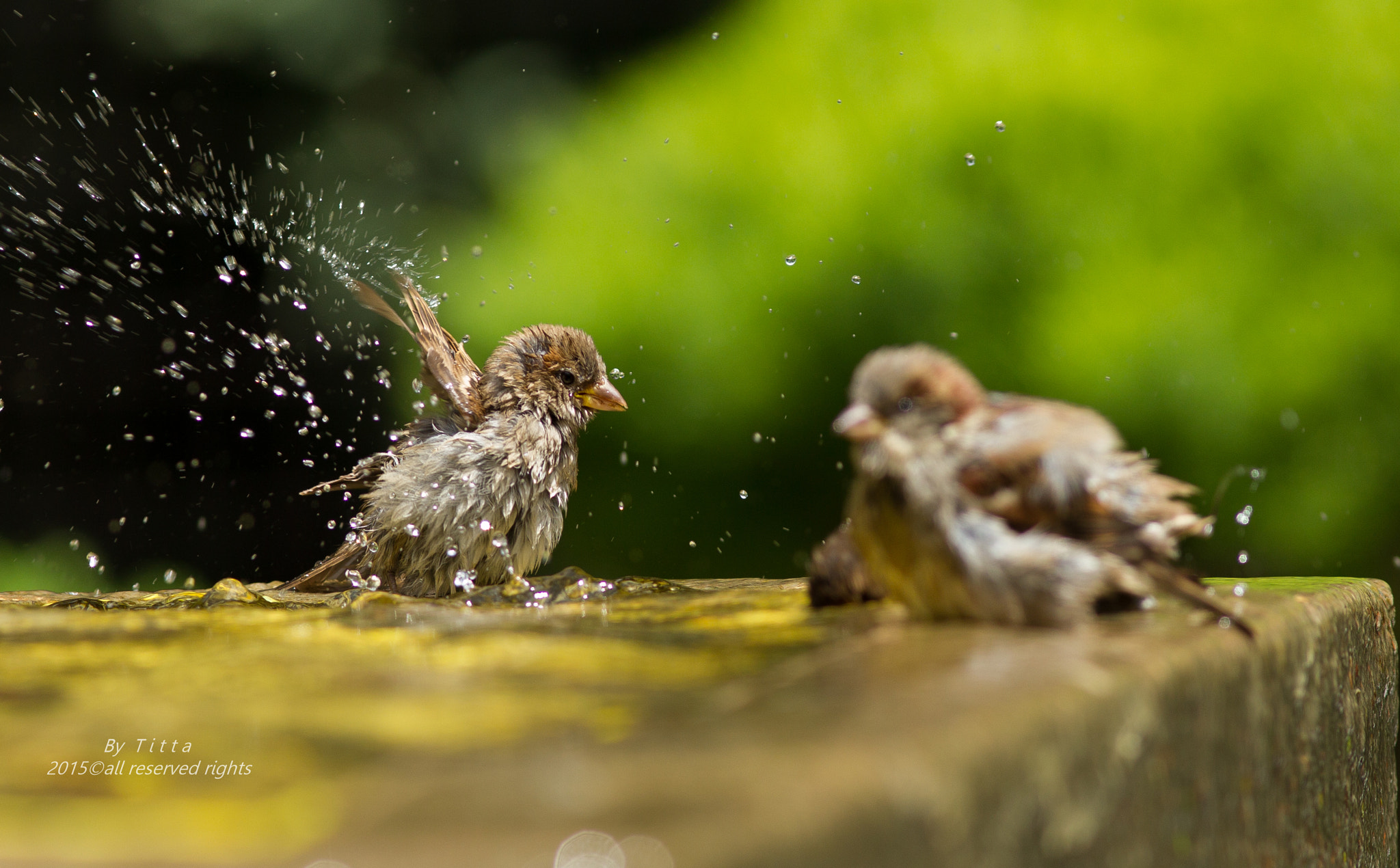 Canon EF 300mm F4L IS USM sample photo