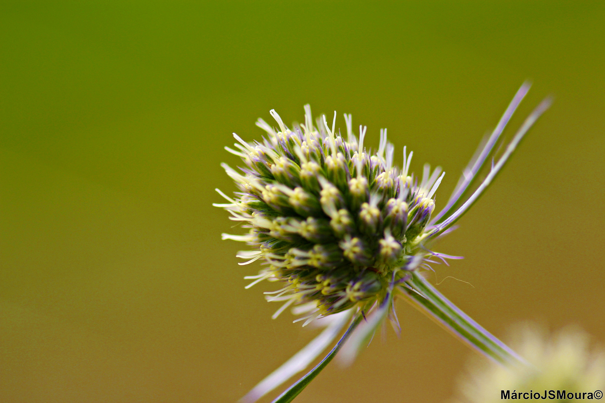 Sigma 24-105mm f/4 DG OS HSM | A sample photo. Flower photography