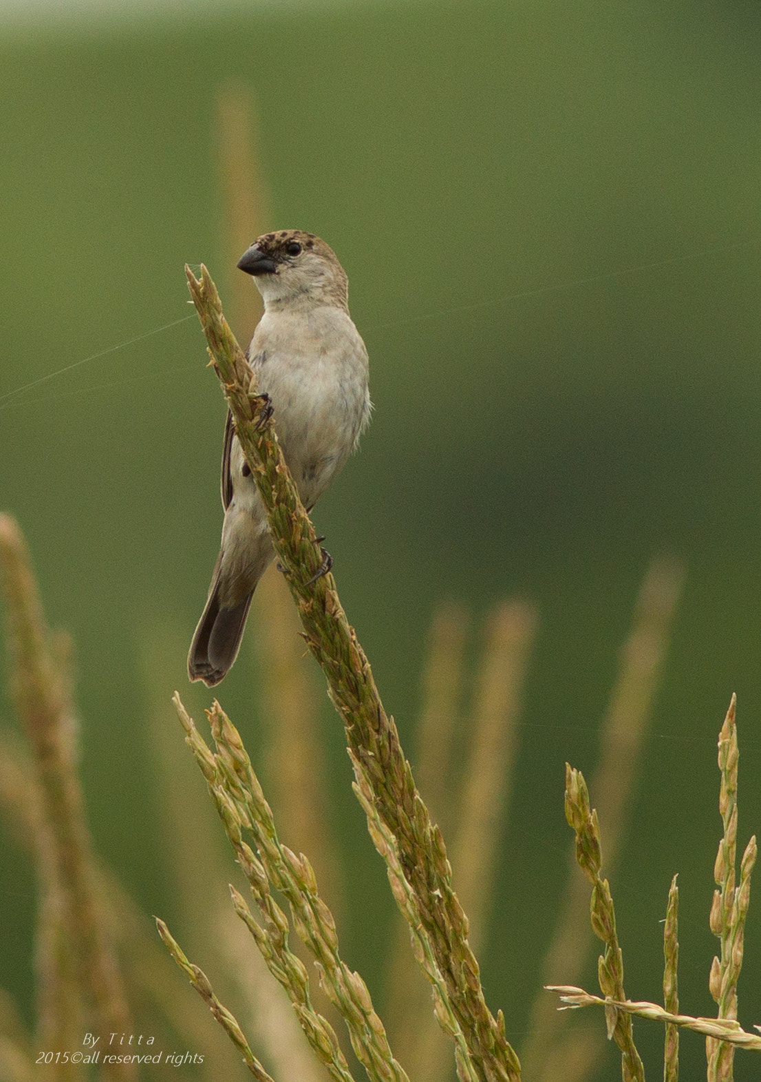 Canon EF 300mm F4L IS USM sample photo