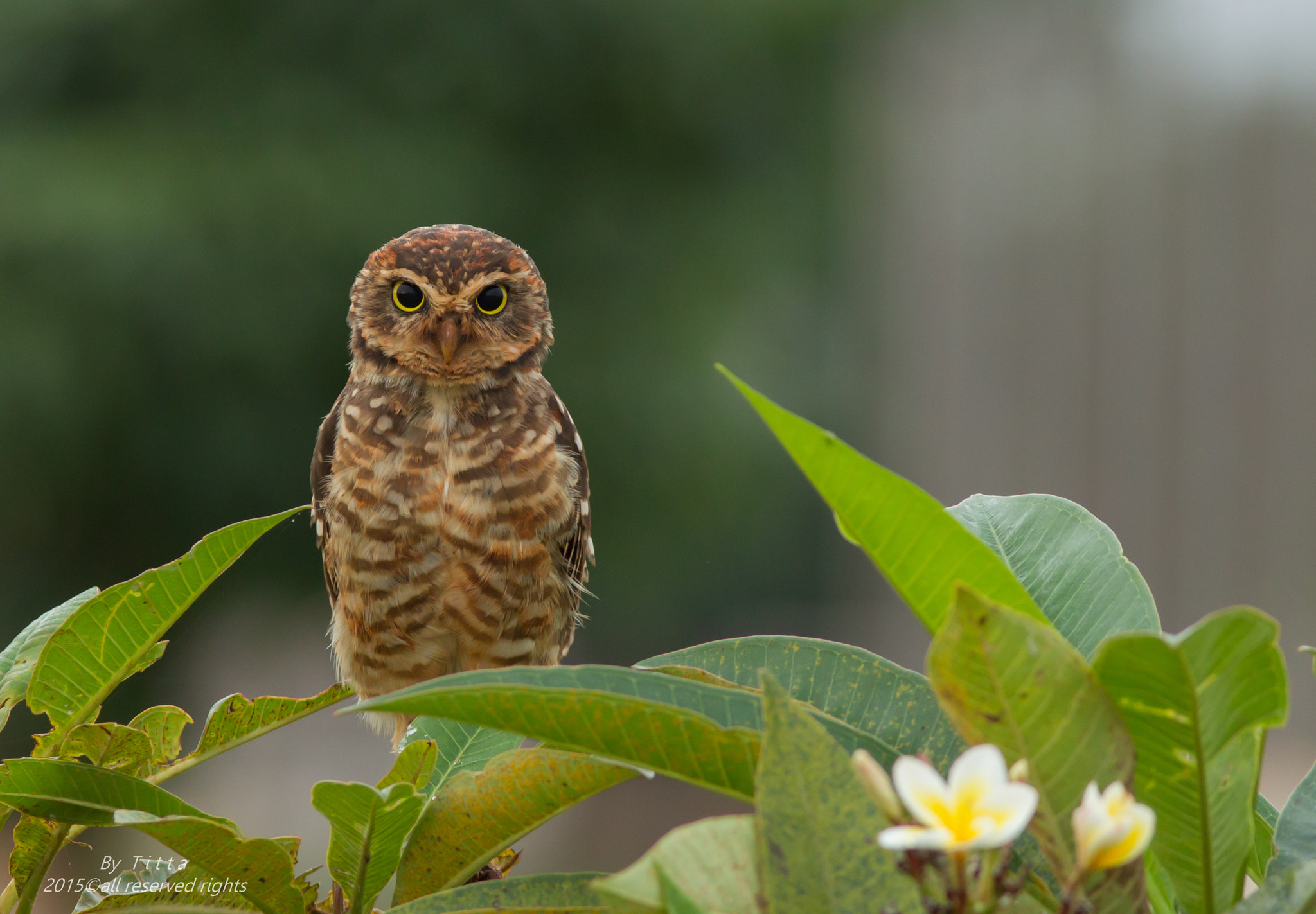 Canon EF 300mm F4L IS USM sample photo