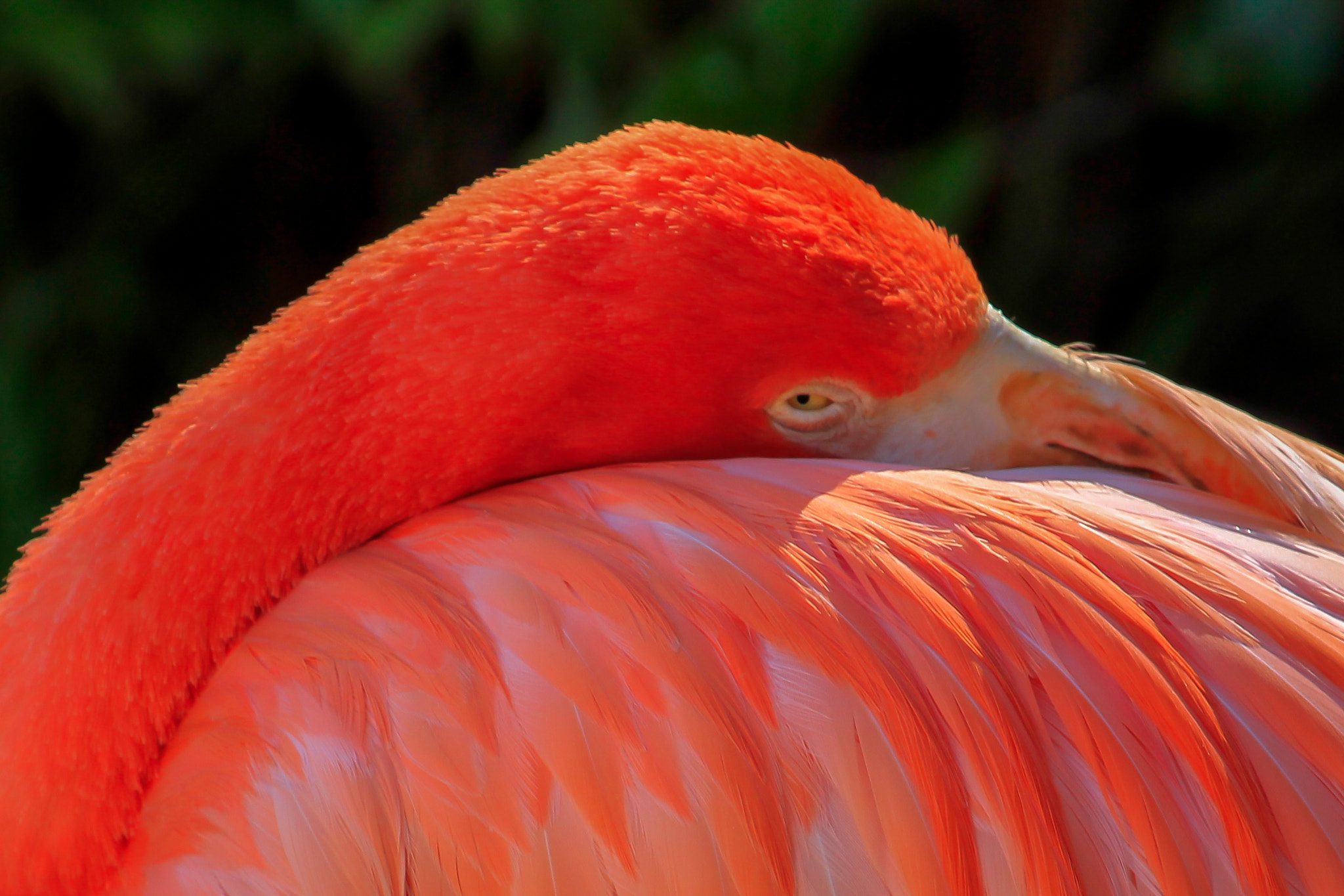 Canon EF 100-400mm F4.5-5.6L IS USM sample photo. Flamingo photography