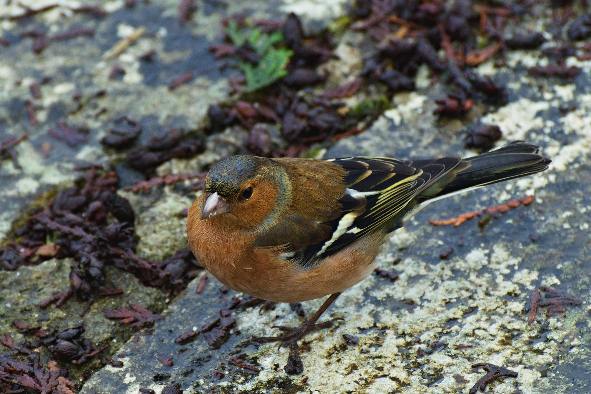 70.00 - 300.00 mm f/4.0 - 5.6 sample photo