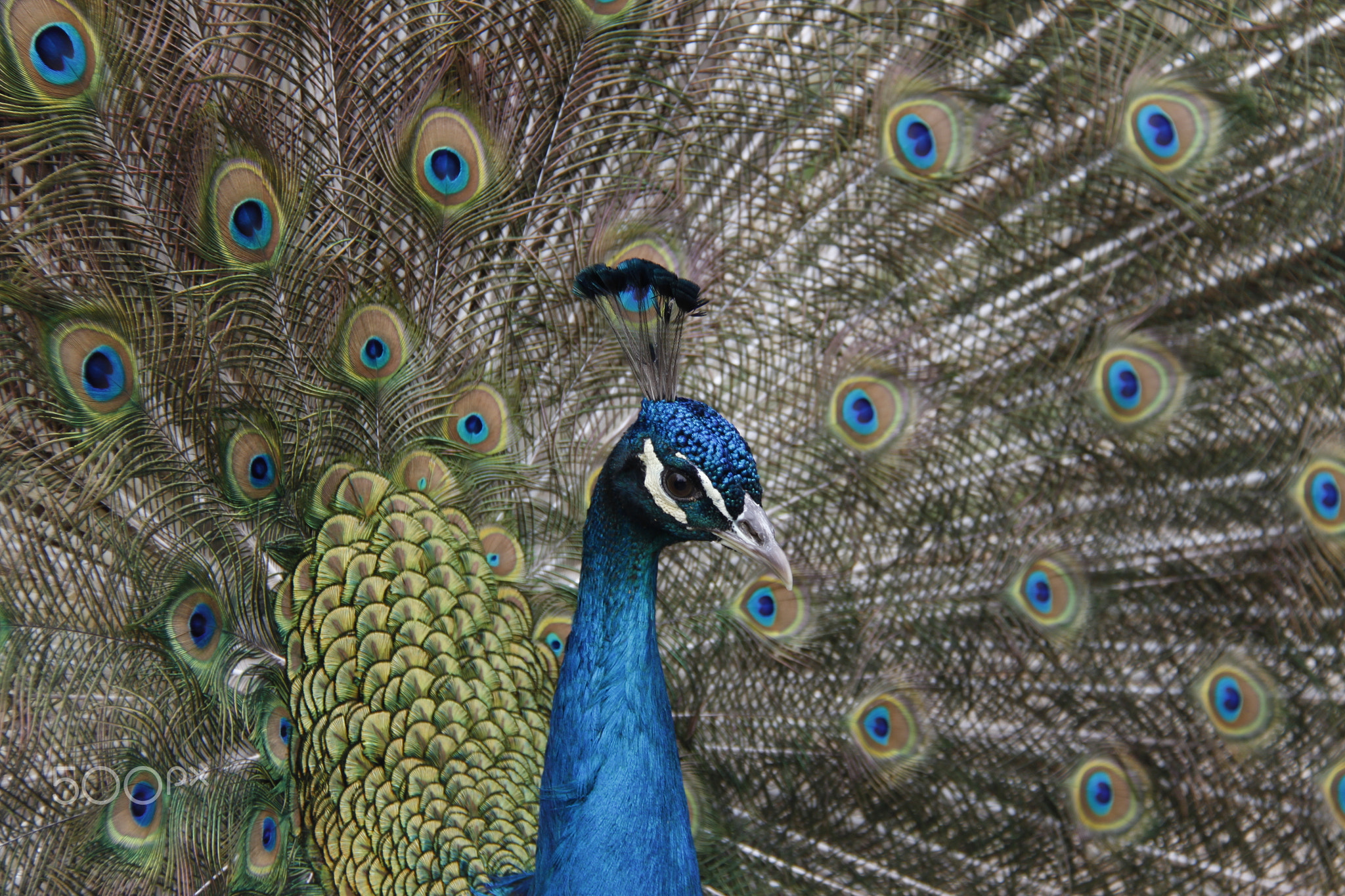 Pfau