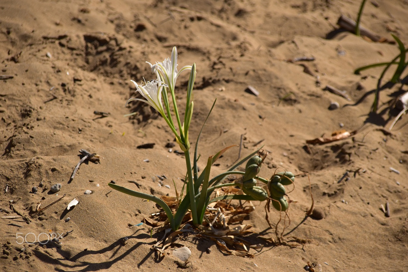 Nikon D5500 + Sigma 18-200mm F3.5-6.3 DC sample photo. Dsc_0335.jpg photography