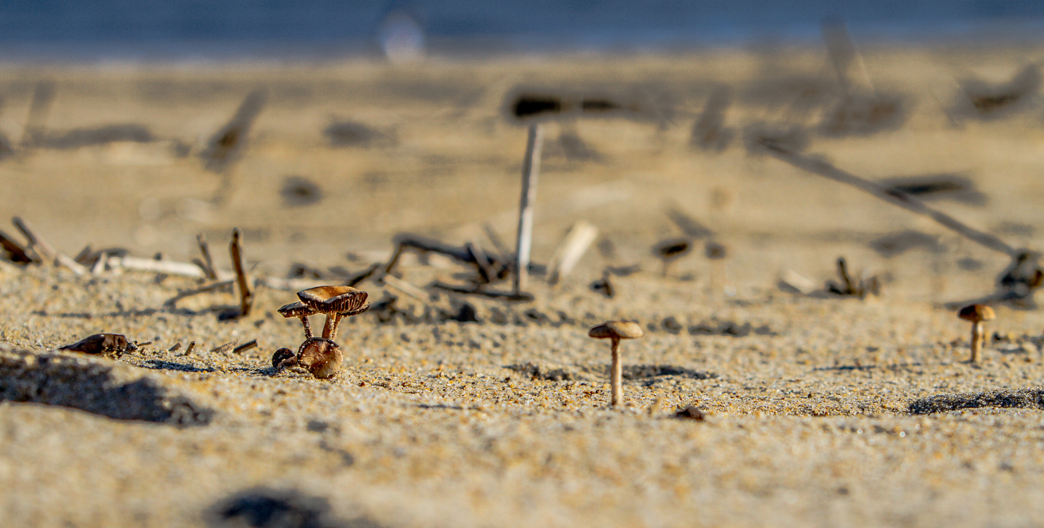 Beach Fungi