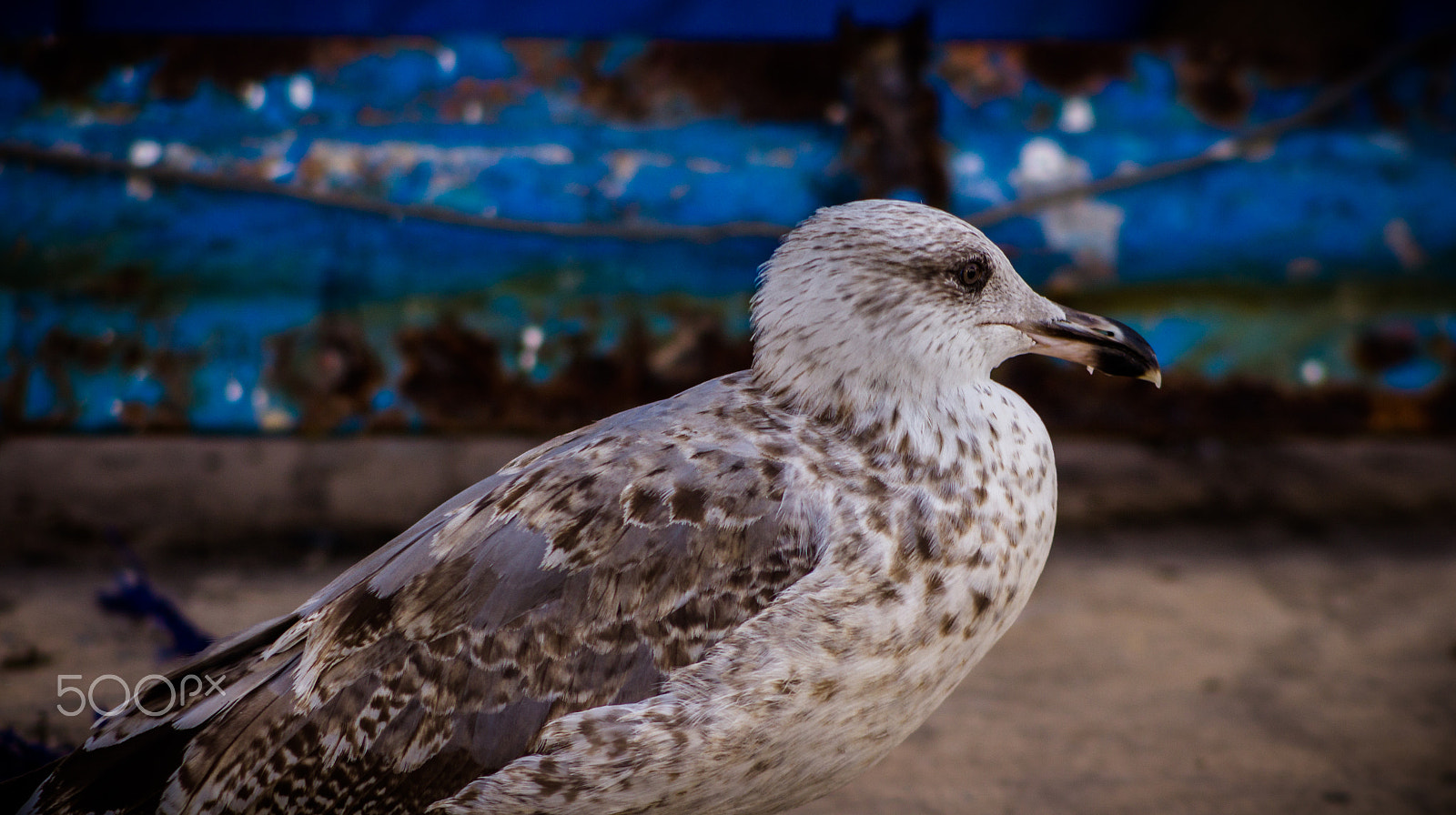Canon EF 70-210mm f/3.5-4.5 USM sample photo. The seagull photography