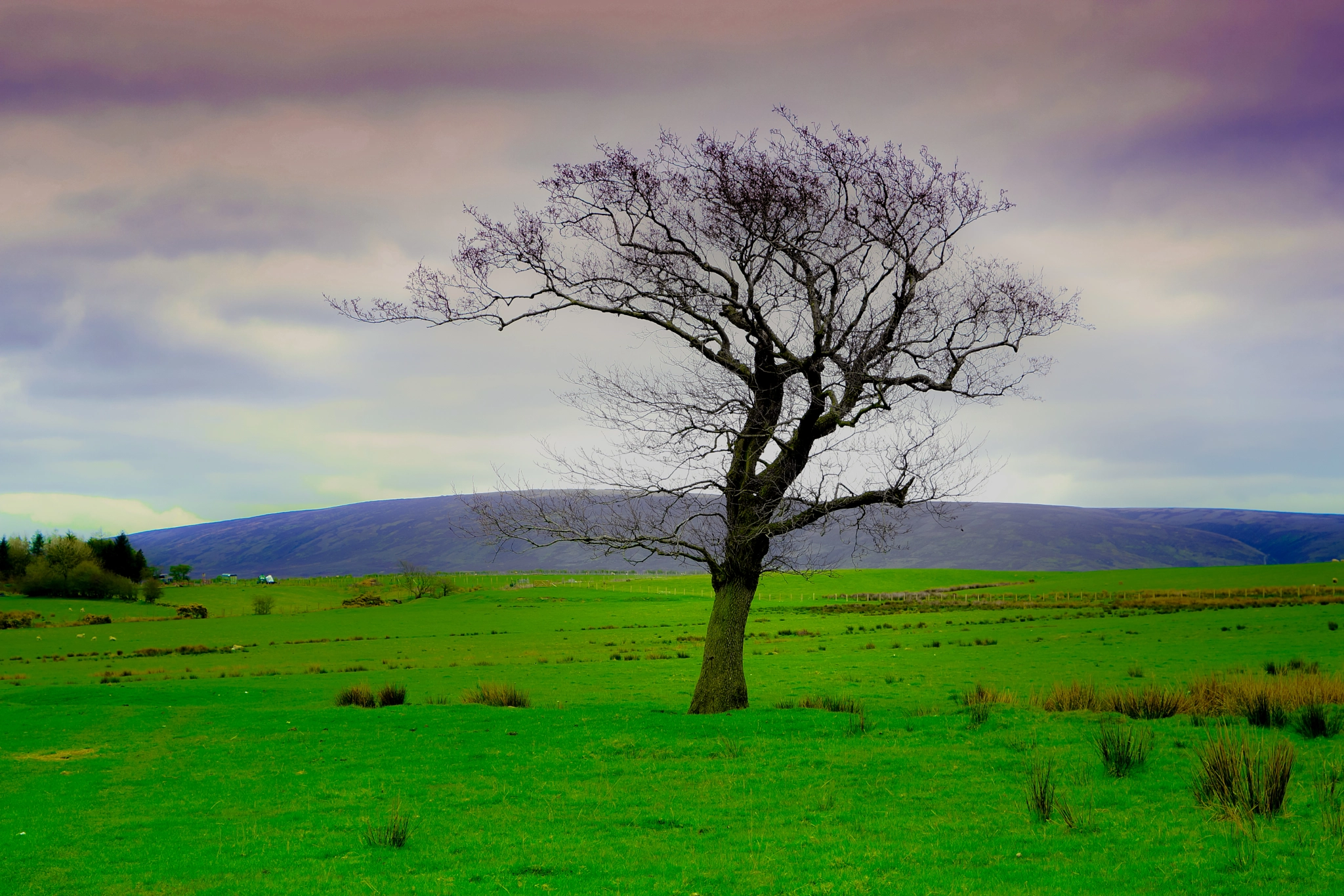 Sony Alpha NEX-7 + 24-70mm F4 ZA OSS sample photo. One tree. photography