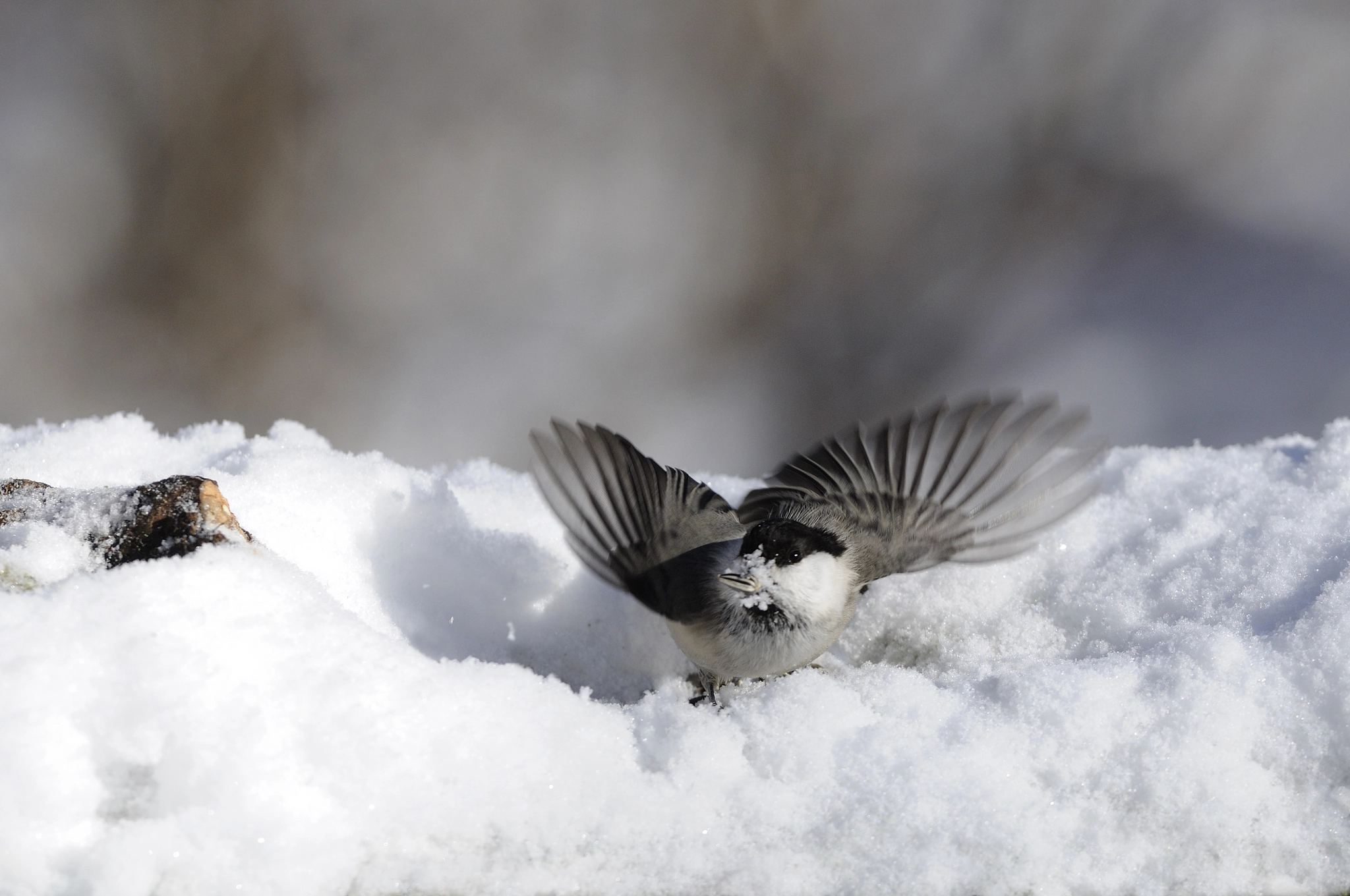 Nikon AF-S Nikkor 300mm F2.8G ED VR II sample photo. The take-off of willow tit photography