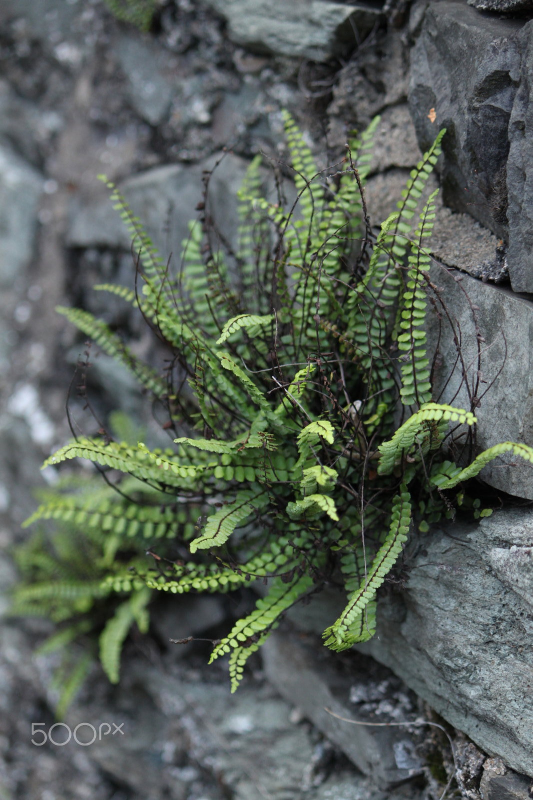 Canon EOS 500D (EOS Rebel T1i / EOS Kiss X3) + Canon EF-S 55-250mm F4-5.6 IS sample photo. Fern in ambleside photography