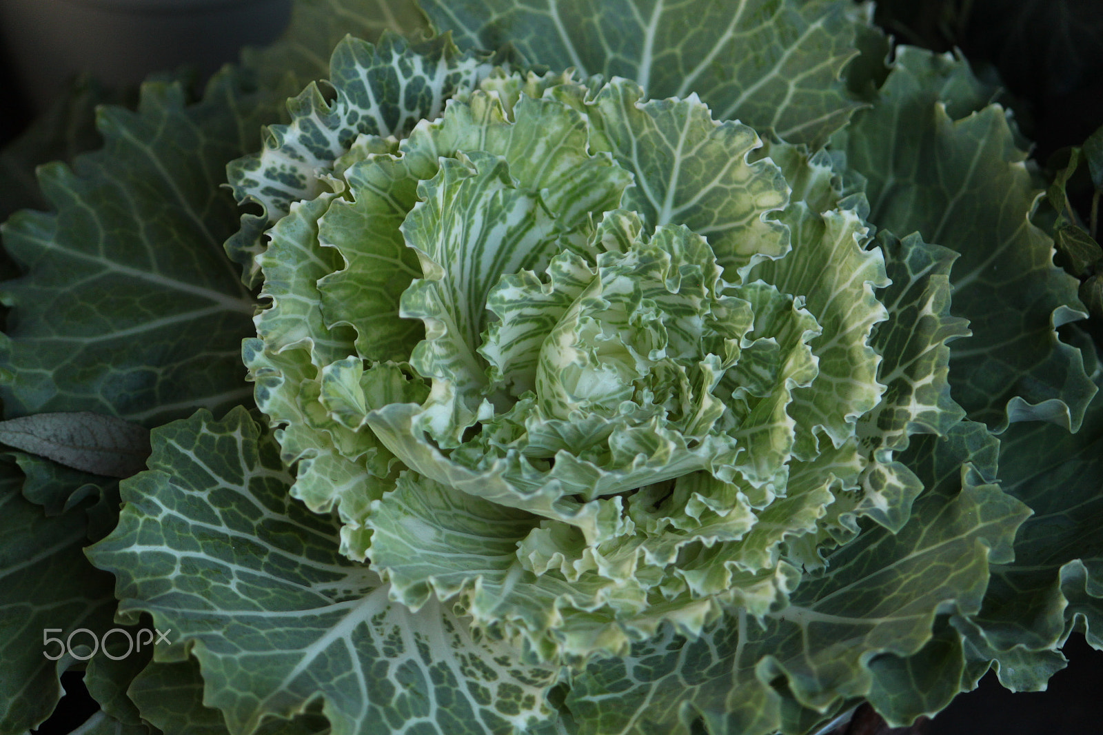 Canon EOS 500D (EOS Rebel T1i / EOS Kiss X3) sample photo. Cabbage in borough market photography