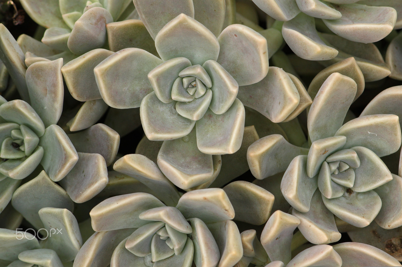 Canon EOS 500D (EOS Rebel T1i / EOS Kiss X3) sample photo. 200810_-_pale_outside_desert_plant_-_cam_botanic_gardens.jpg photography