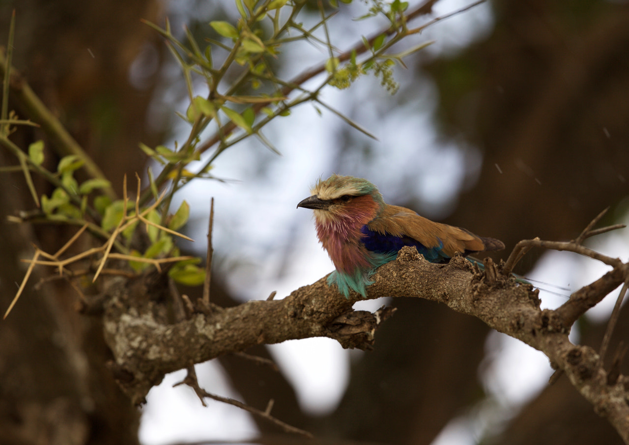 Canon EF 500mm F4L IS II USM sample photo. Lilac-breasted roller photography