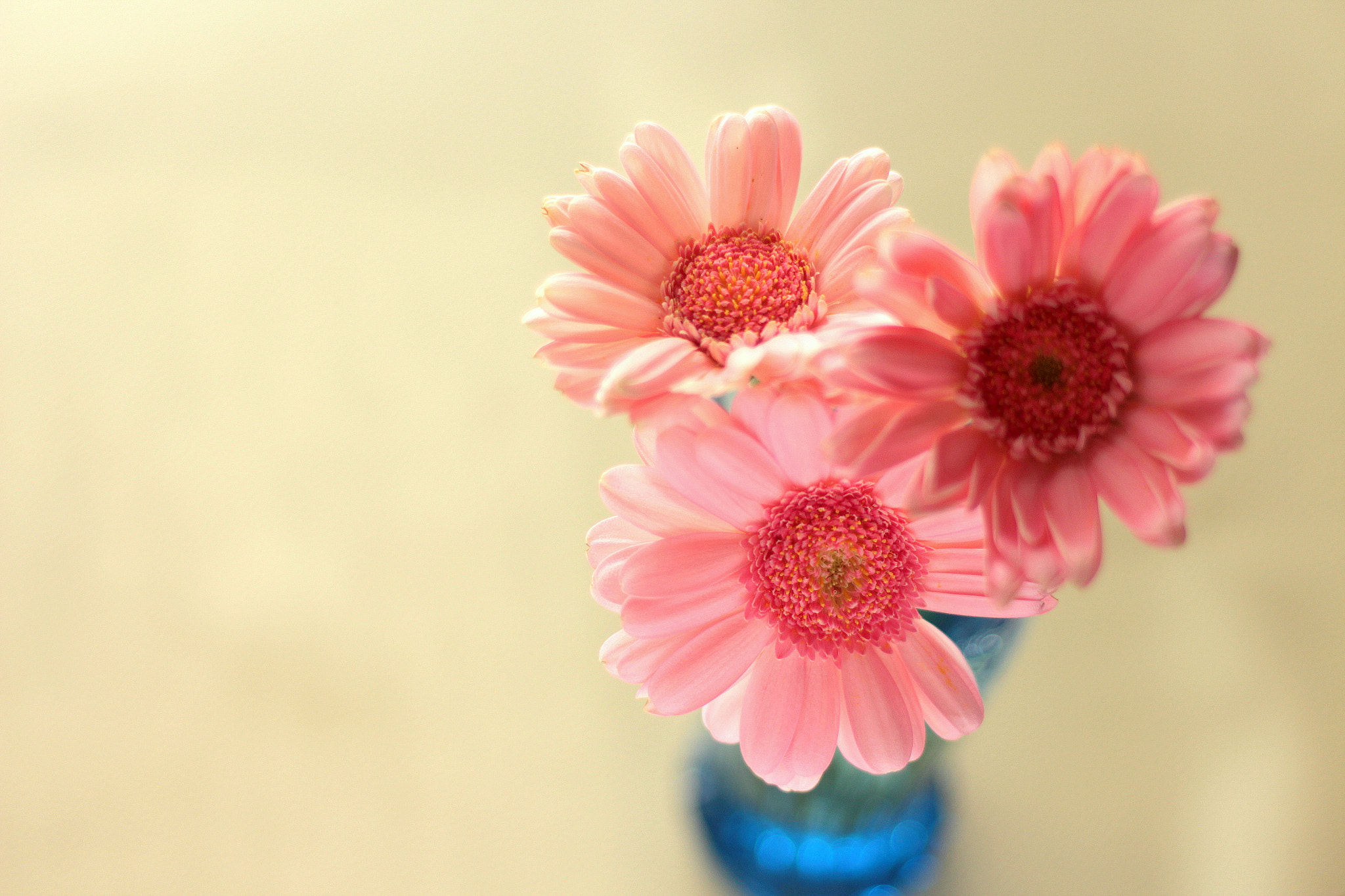 Canon EOS 650D (EOS Rebel T4i / EOS Kiss X6i) + Canon EF 50mm F1.8 II sample photo. Natural light photography
