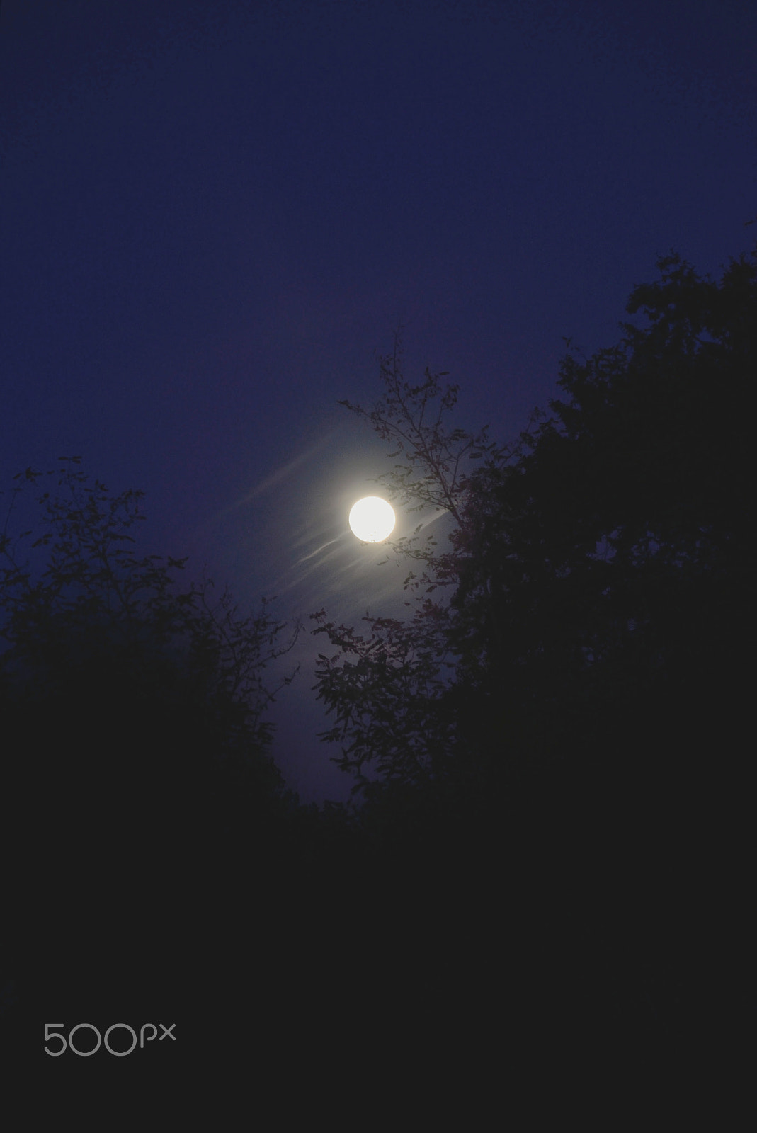 Sigma 150mm F2.8 EX DG Macro HSM sample photo. __bluemoon photography