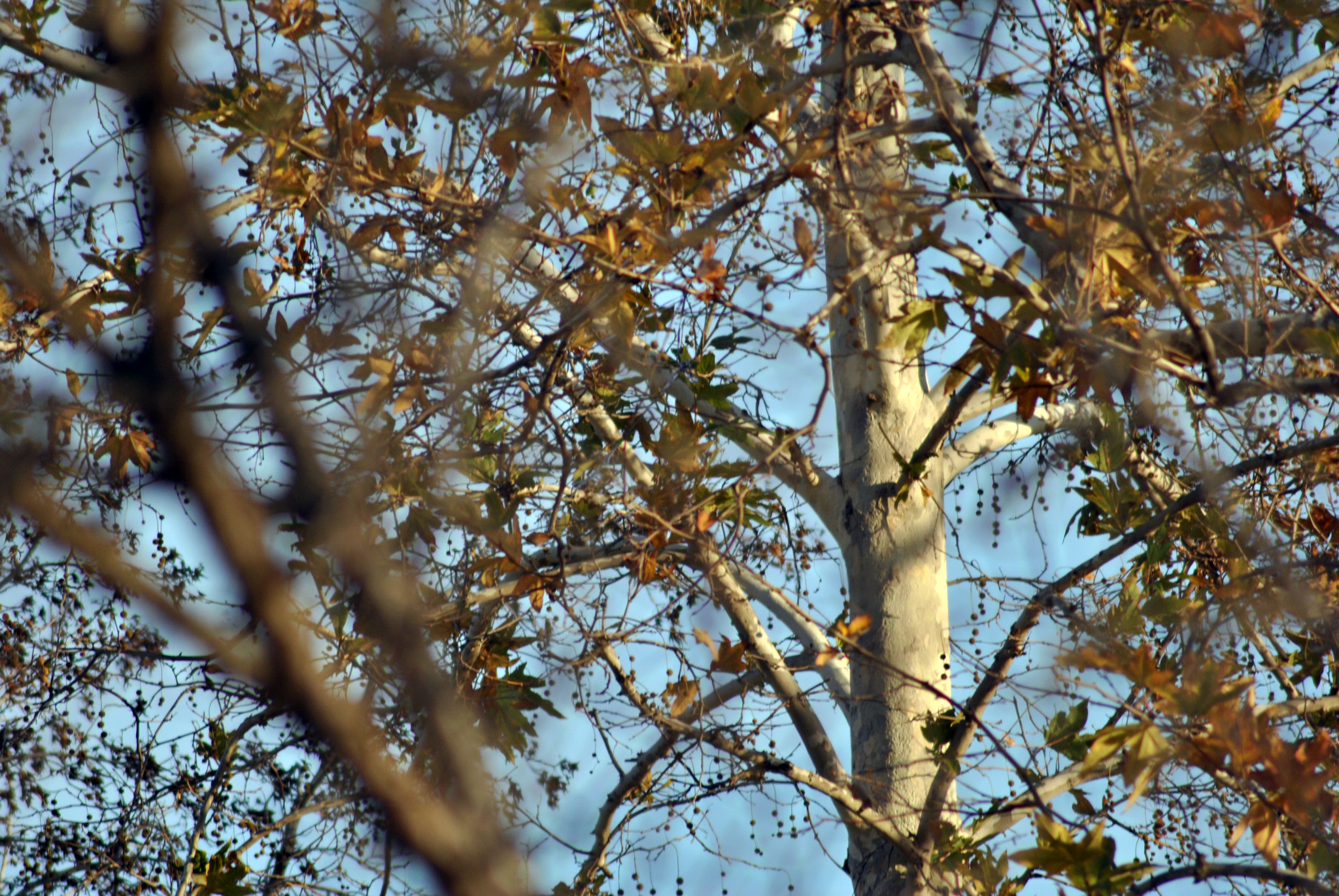 Nikon D3000 + Tamron SP 70-300mm F4-5.6 Di VC USD sample photo. Tree photography