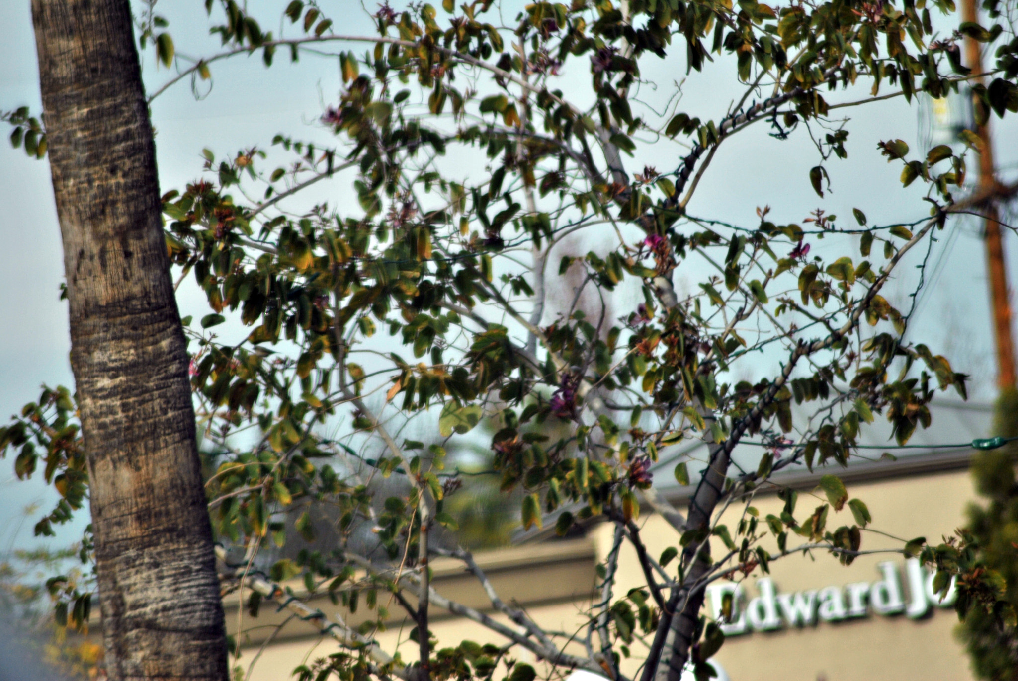 Nikon D3000 + Tamron SP 70-300mm F4-5.6 Di VC USD sample photo. Trees photography