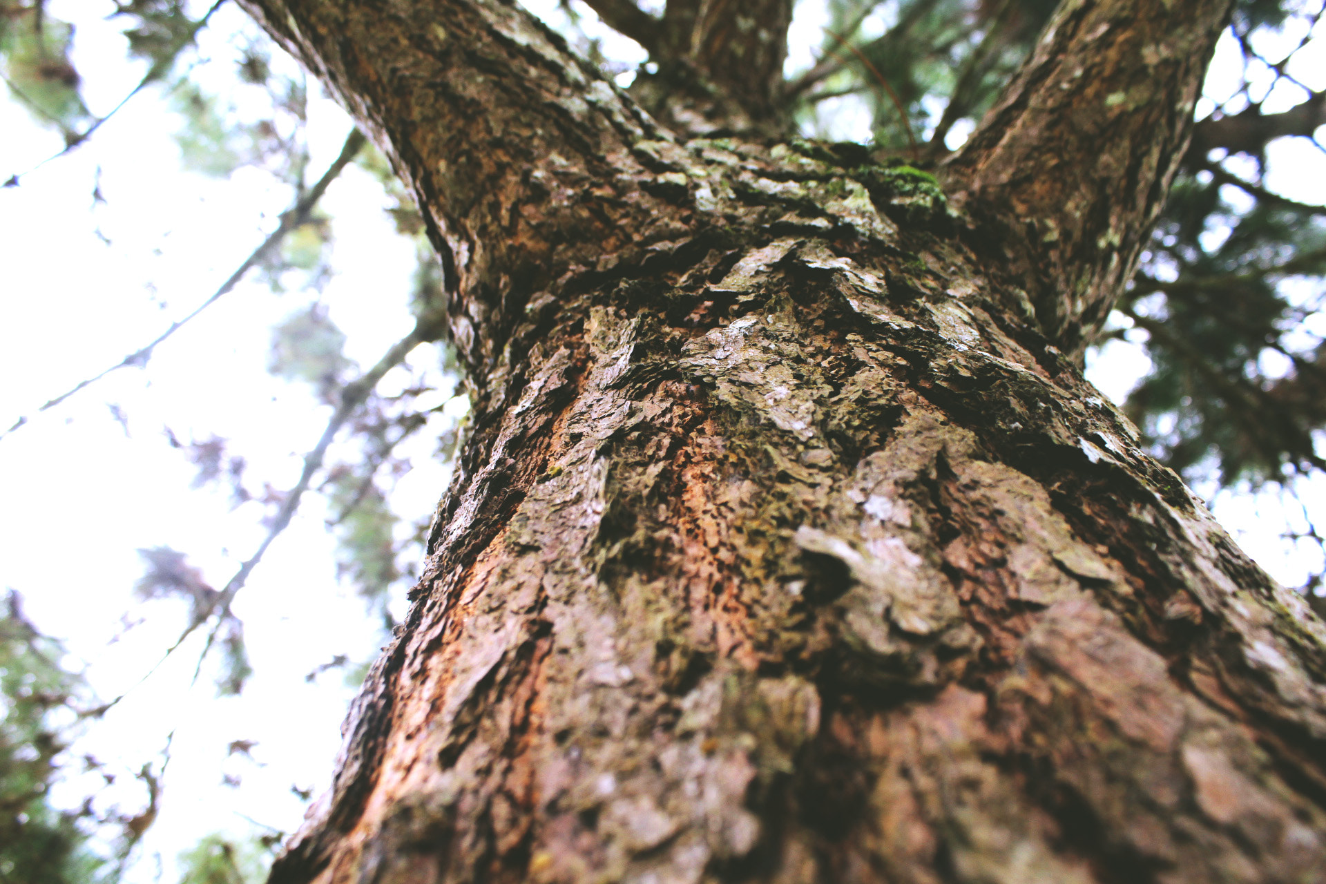 Canon EF-S 18-55mm F3.5-5.6 III sample photo. Tree photography