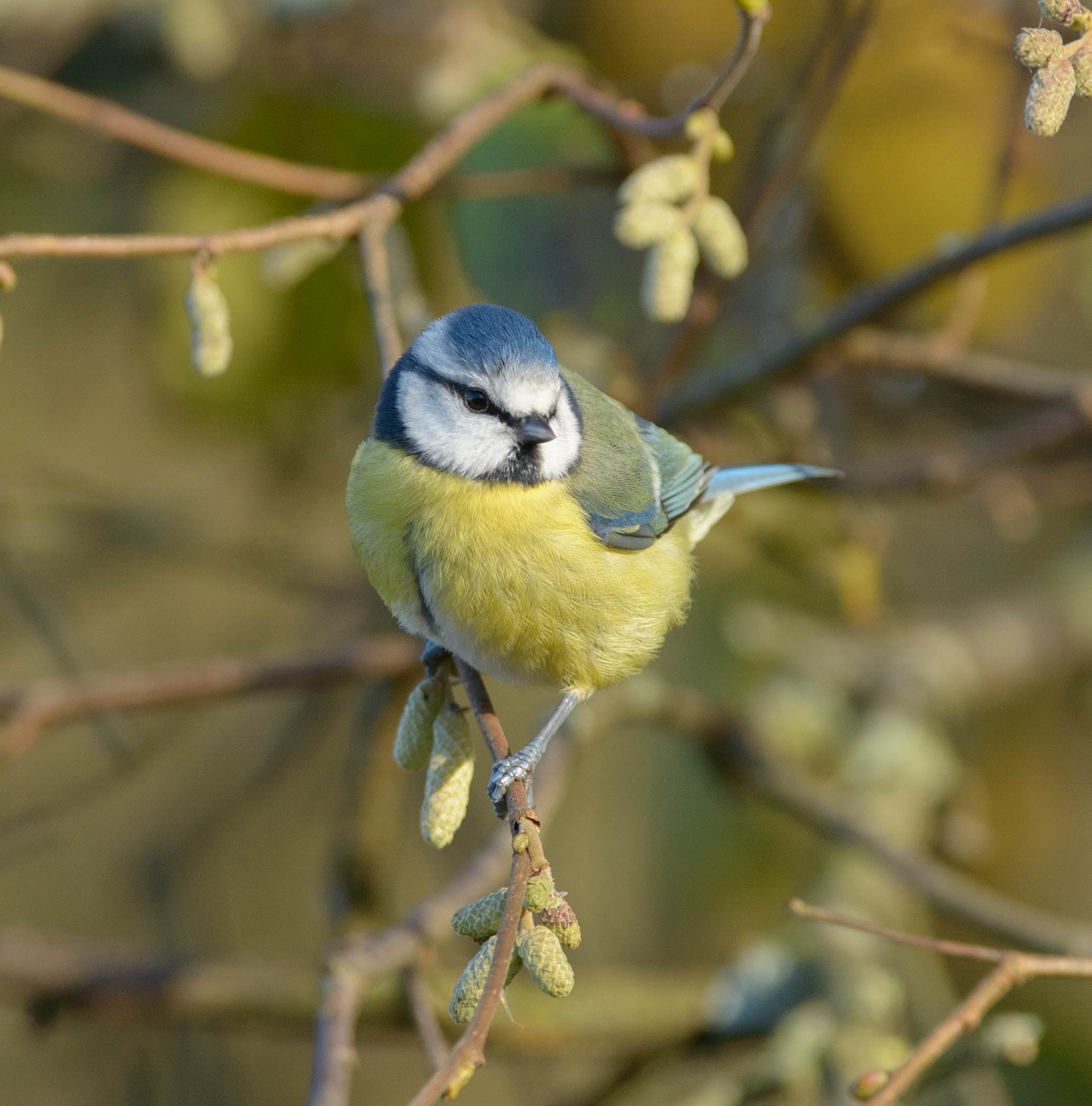 AF-S Nikkor 300mm f/2.8D IF-ED II sample photo. Blue tit photography
