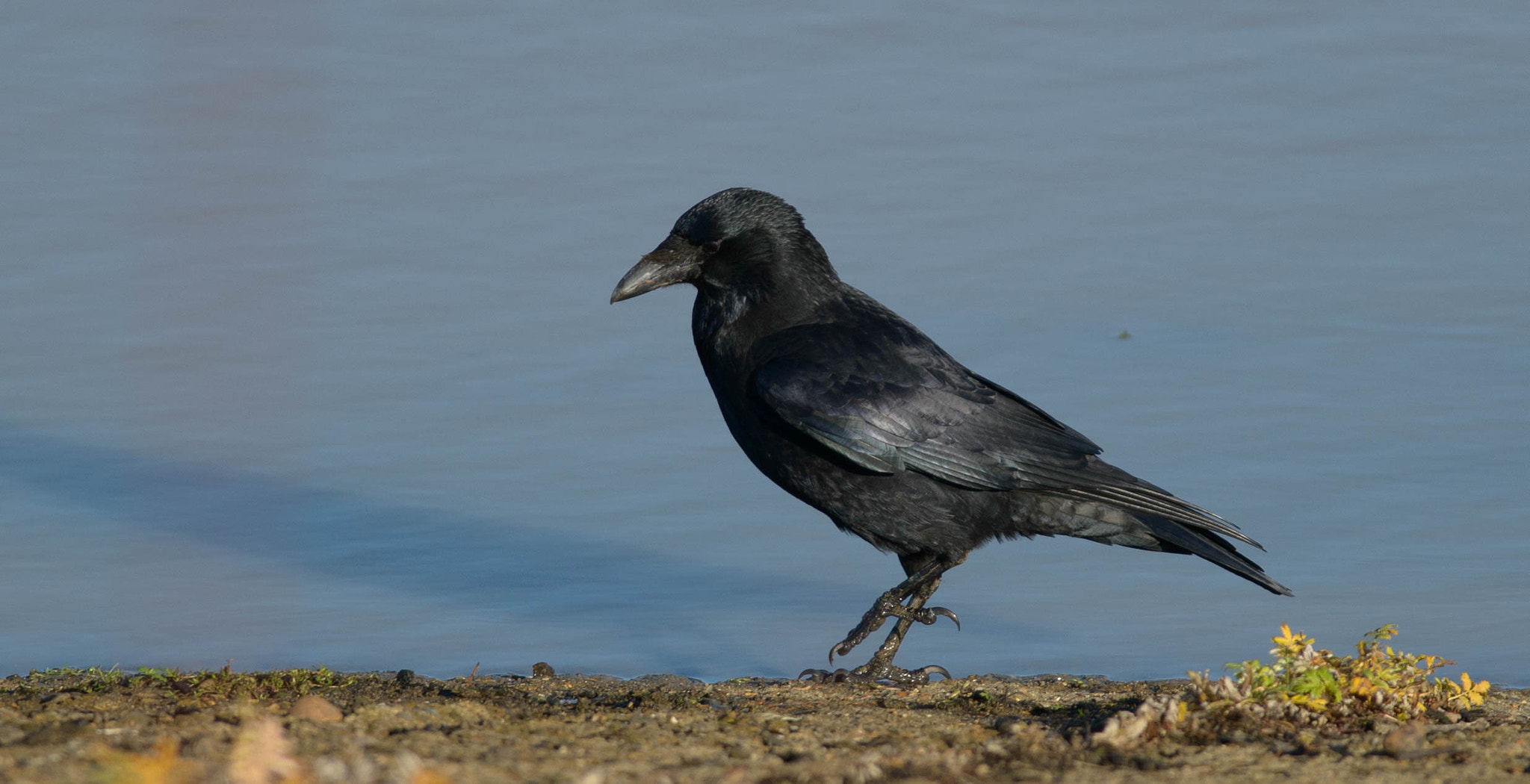 AF-S Nikkor 300mm f/2.8D IF-ED II sample photo. Raven photography