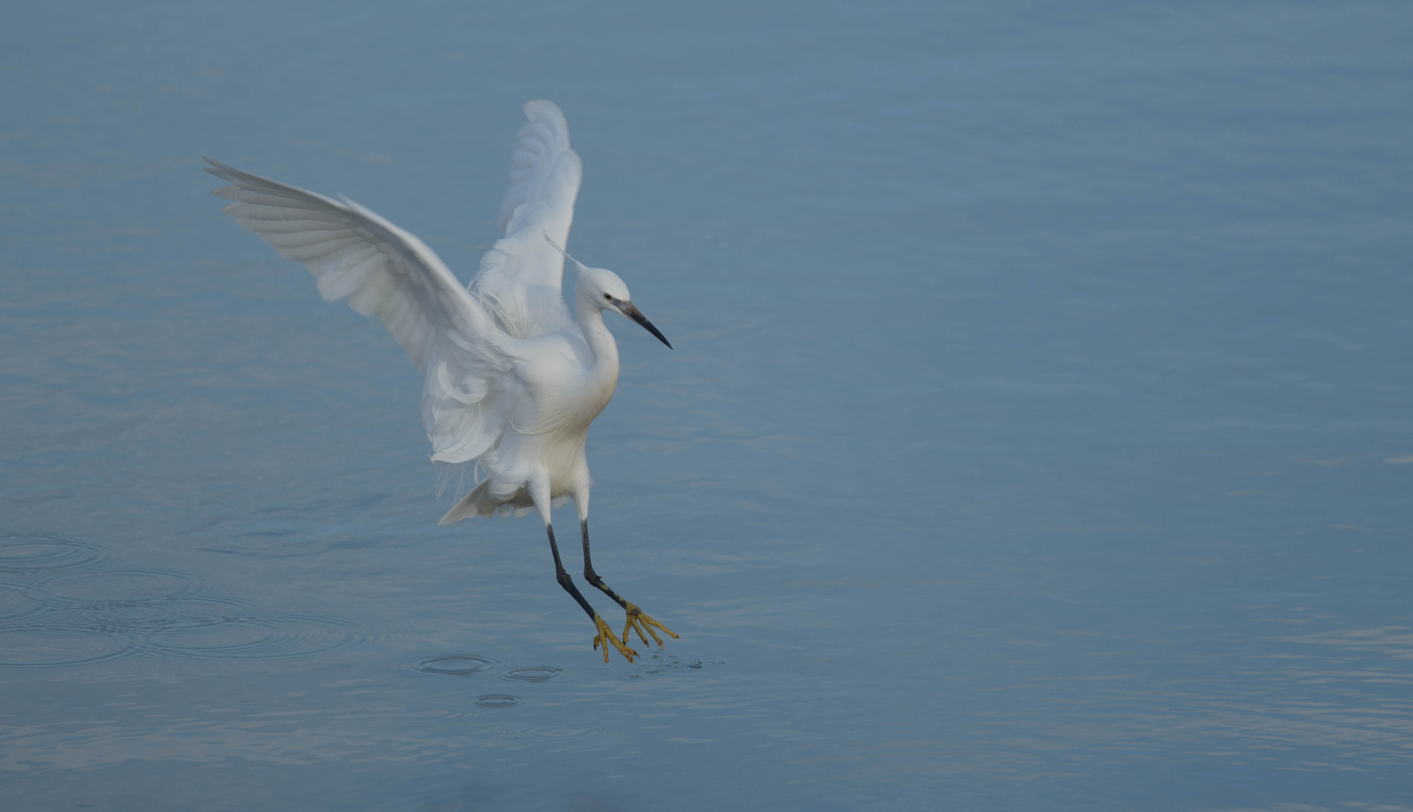 AF-S Nikkor 300mm f/2.8D IF-ED II sample photo. Little egret photography
