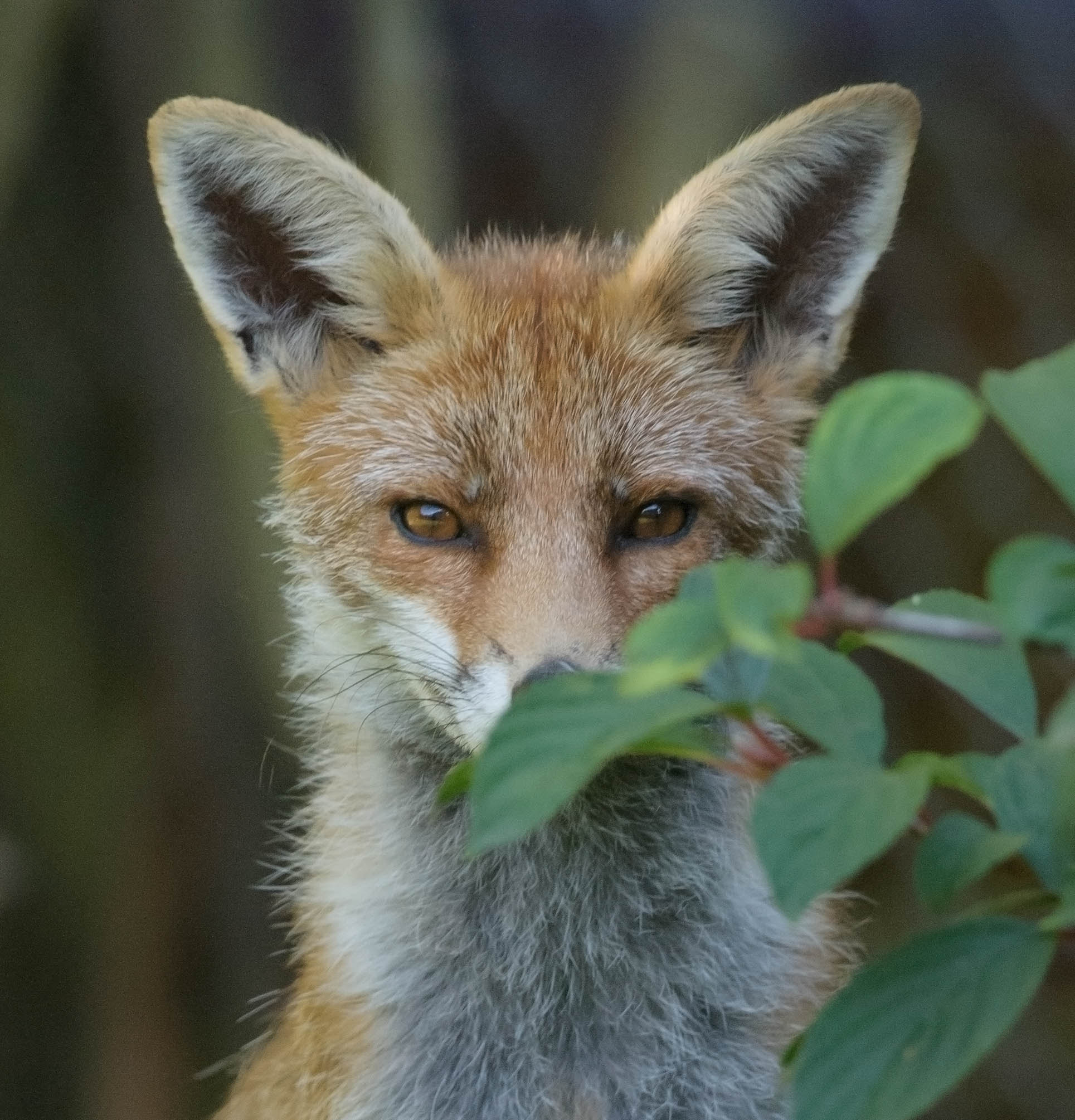 AF-S Nikkor 300mm f/2.8D IF-ED II sample photo. Red fox photography