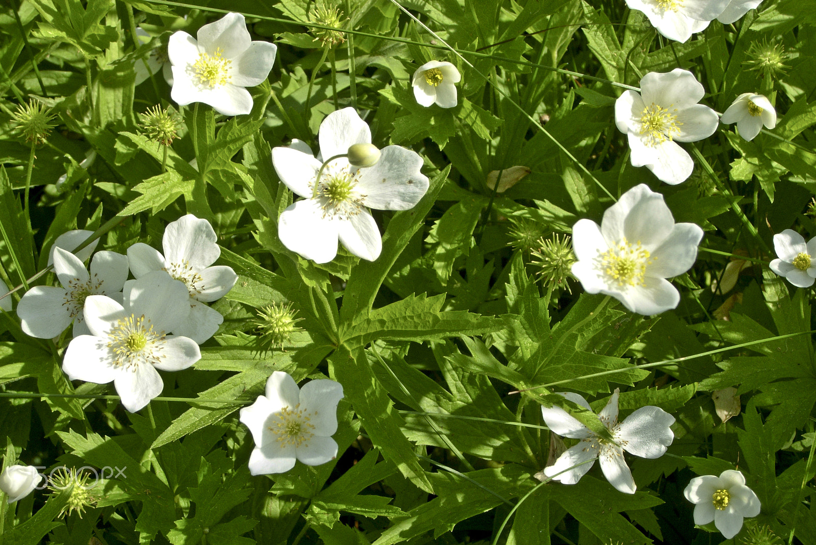 Nikon COOLPIX P4 sample photo. Wild anenomes photography