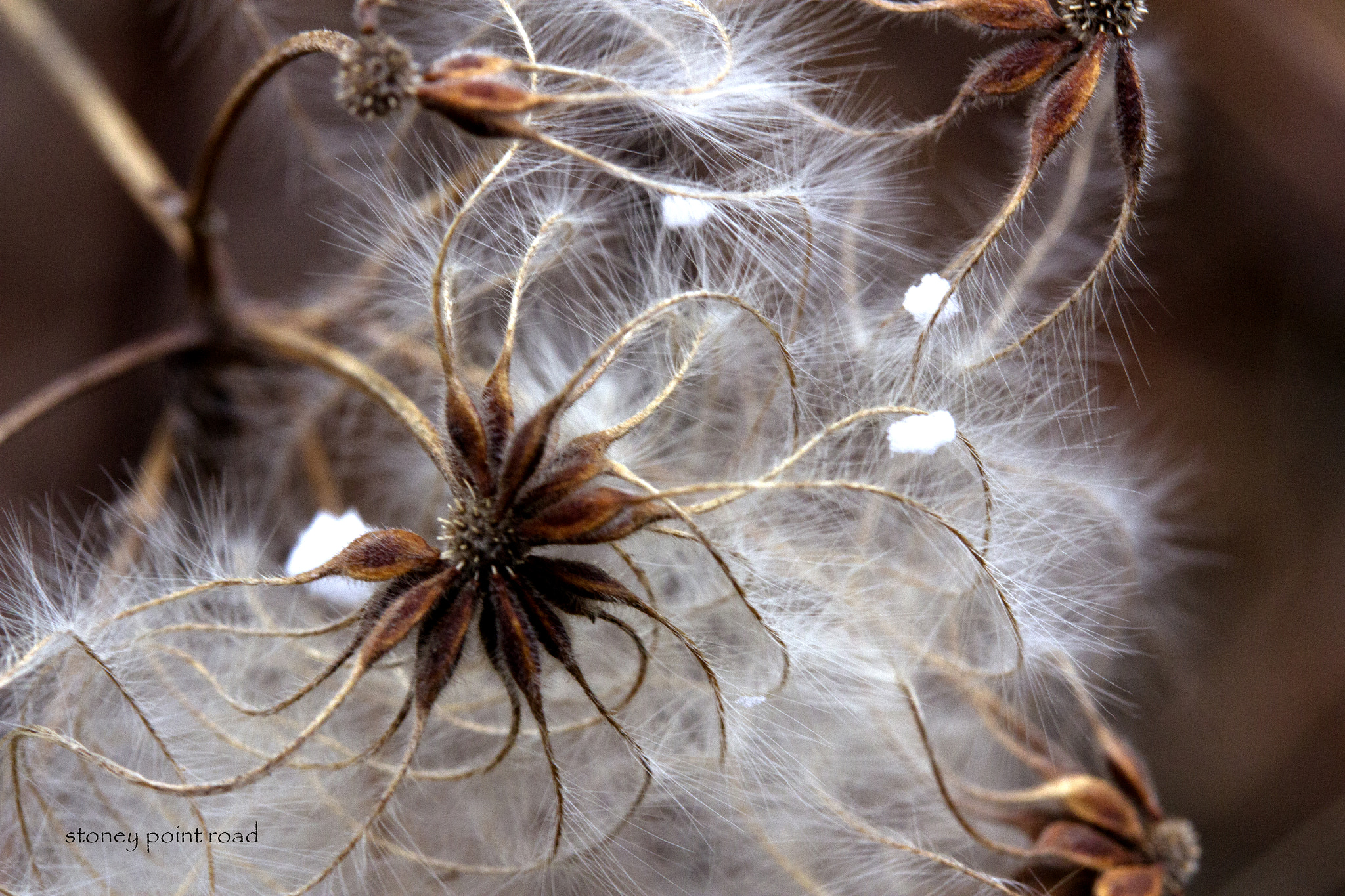 Canon EF-S 60mm F2.8 Macro USM sample photo. Seed with fuzz photography