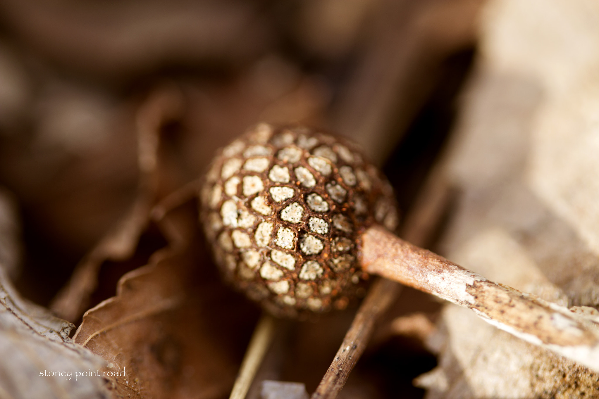 Canon EF-S 60mm F2.8 Macro USM sample photo. Seed pod photography