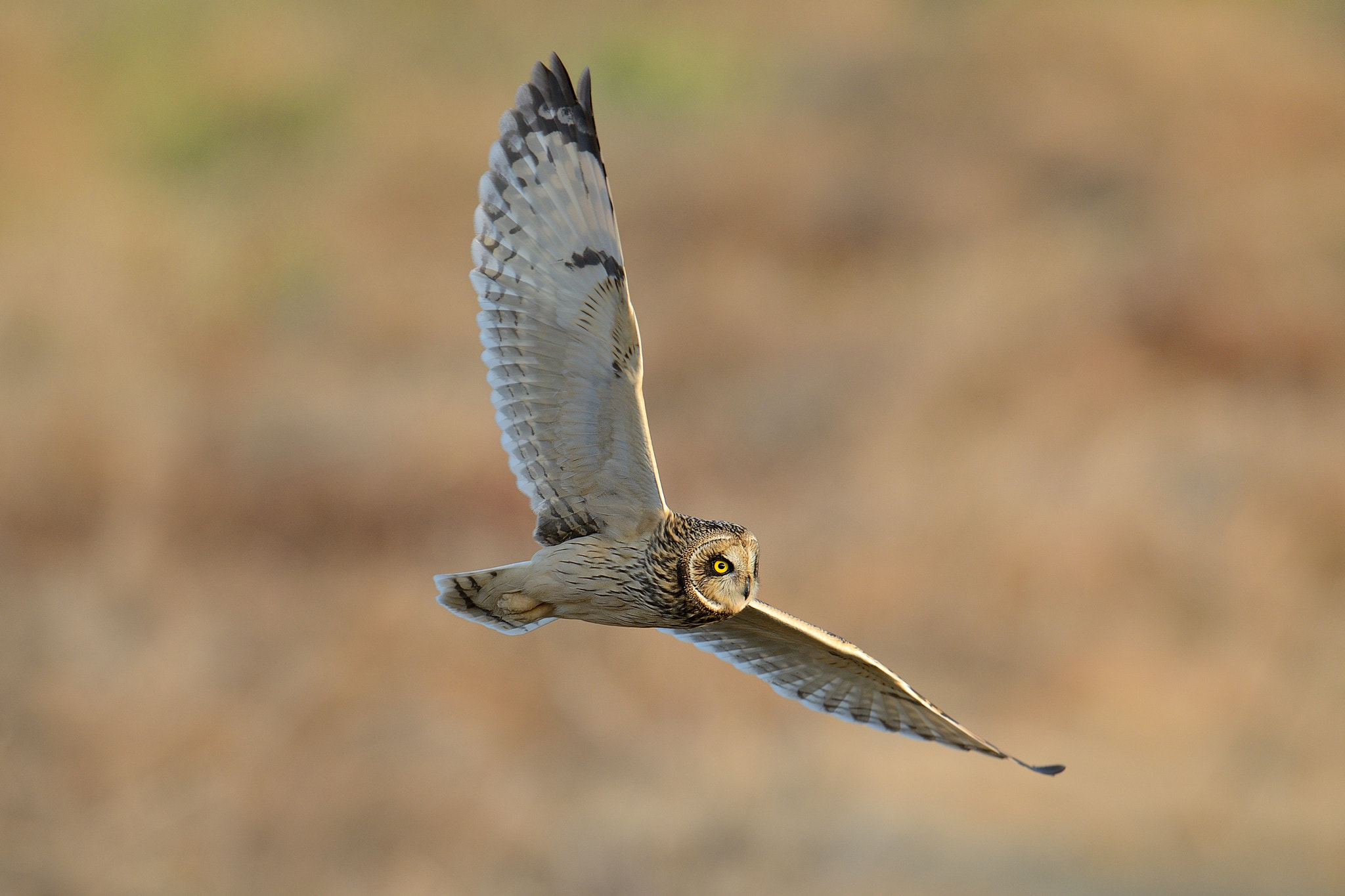 Nikon D800 + Nikon AF-S Nikkor 600mm F4G ED VR sample photo. Short-eared owl！ photography