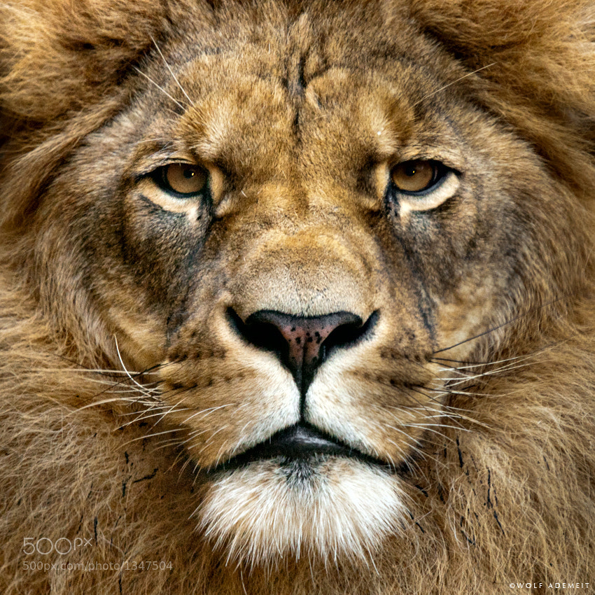 Wild: Magnificent Fine Art Animal Photography by Wolf Ademeit 