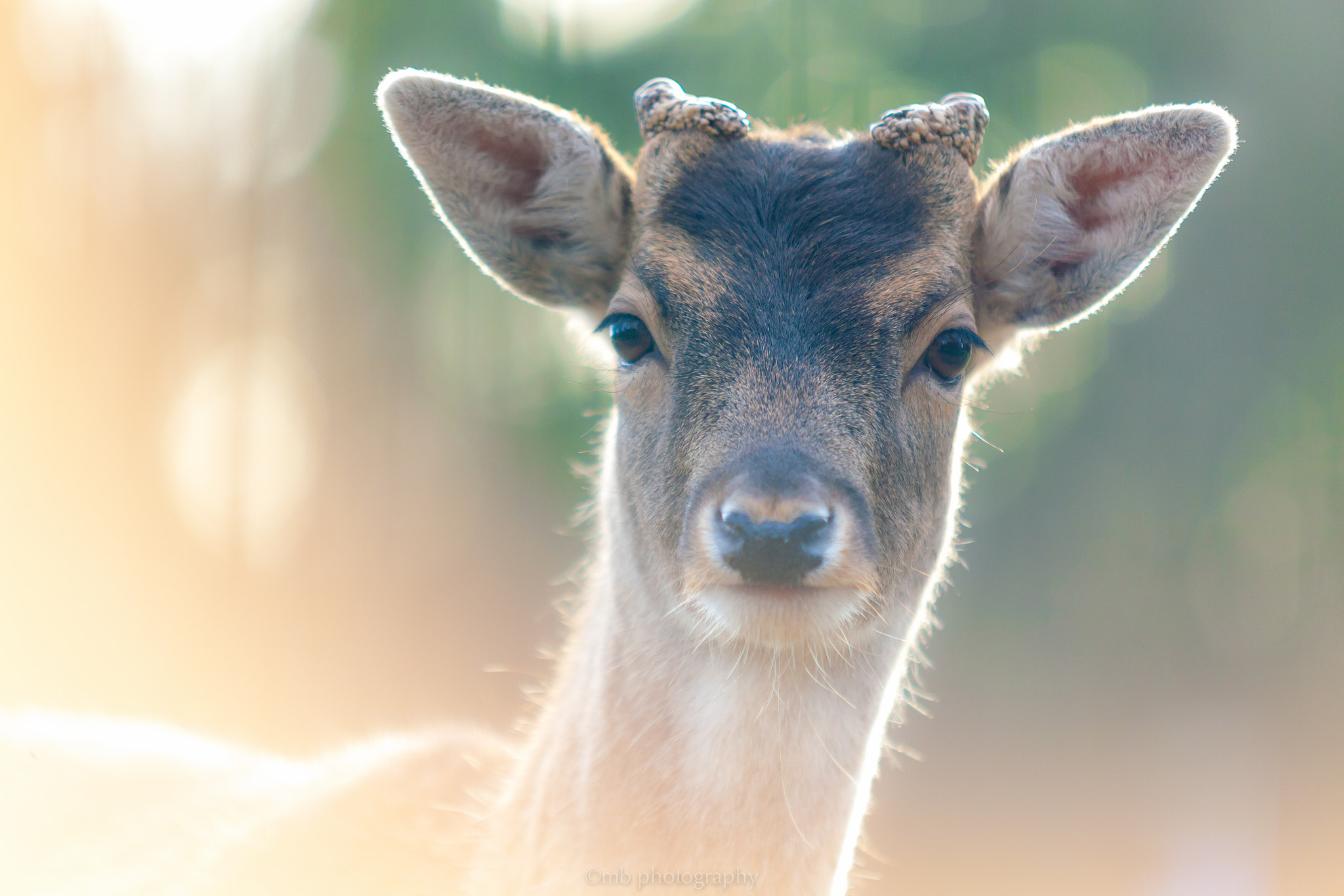Canon EOS 5D + Sigma 70-200mm F2.8 EX DG OS HSM sample photo. Deer photography