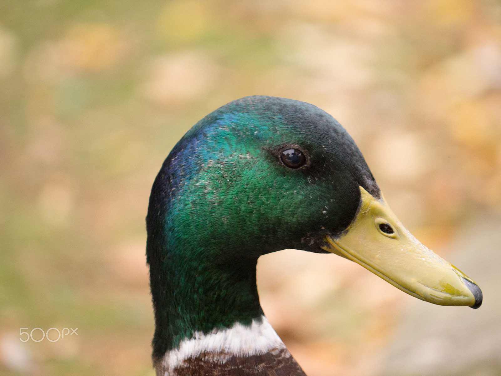 Panasonic Lumix DMC-G3 sample photo. Duck photography