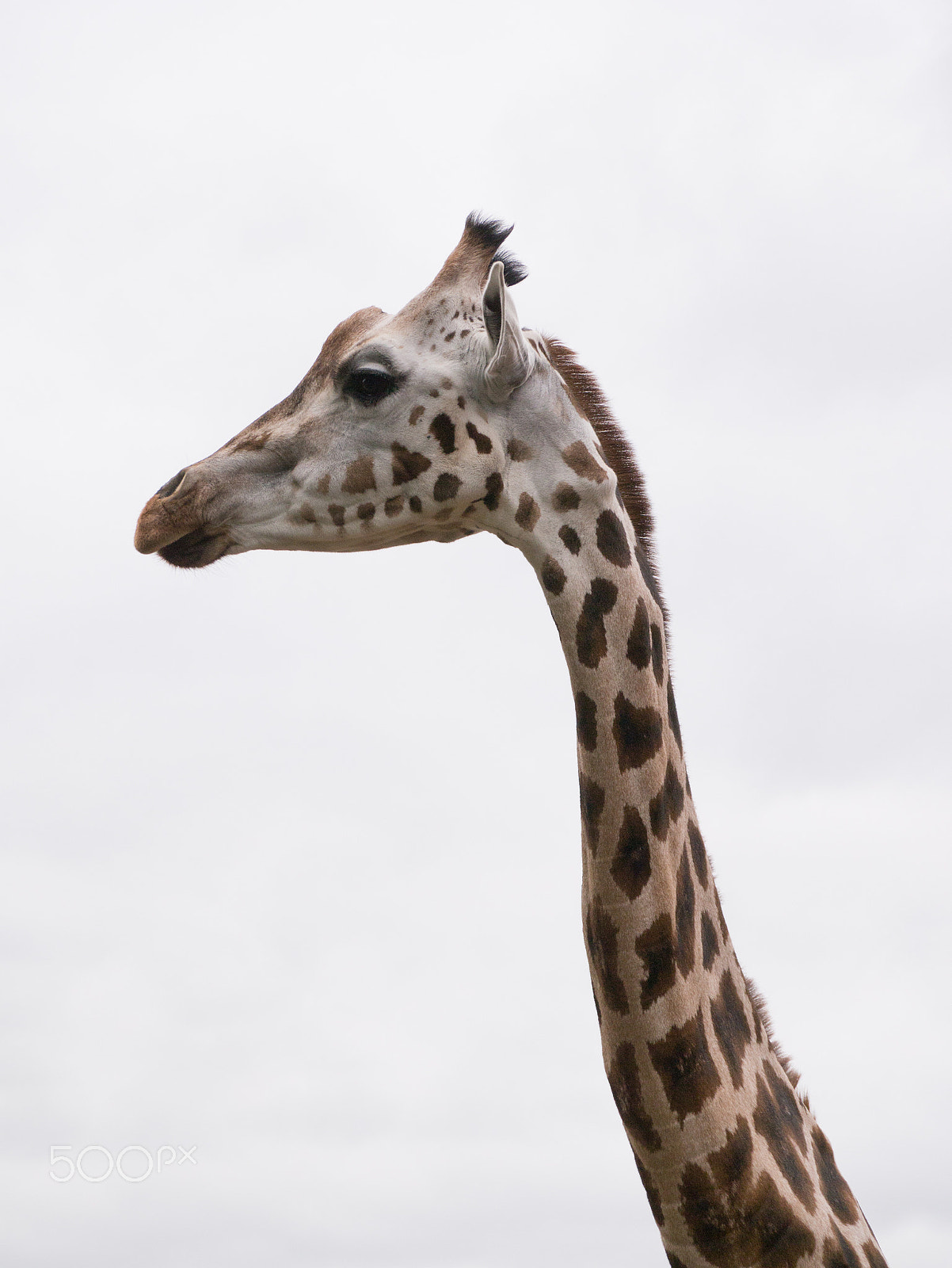 Panasonic Lumix DMC-G3 sample photo. Giraffe photography