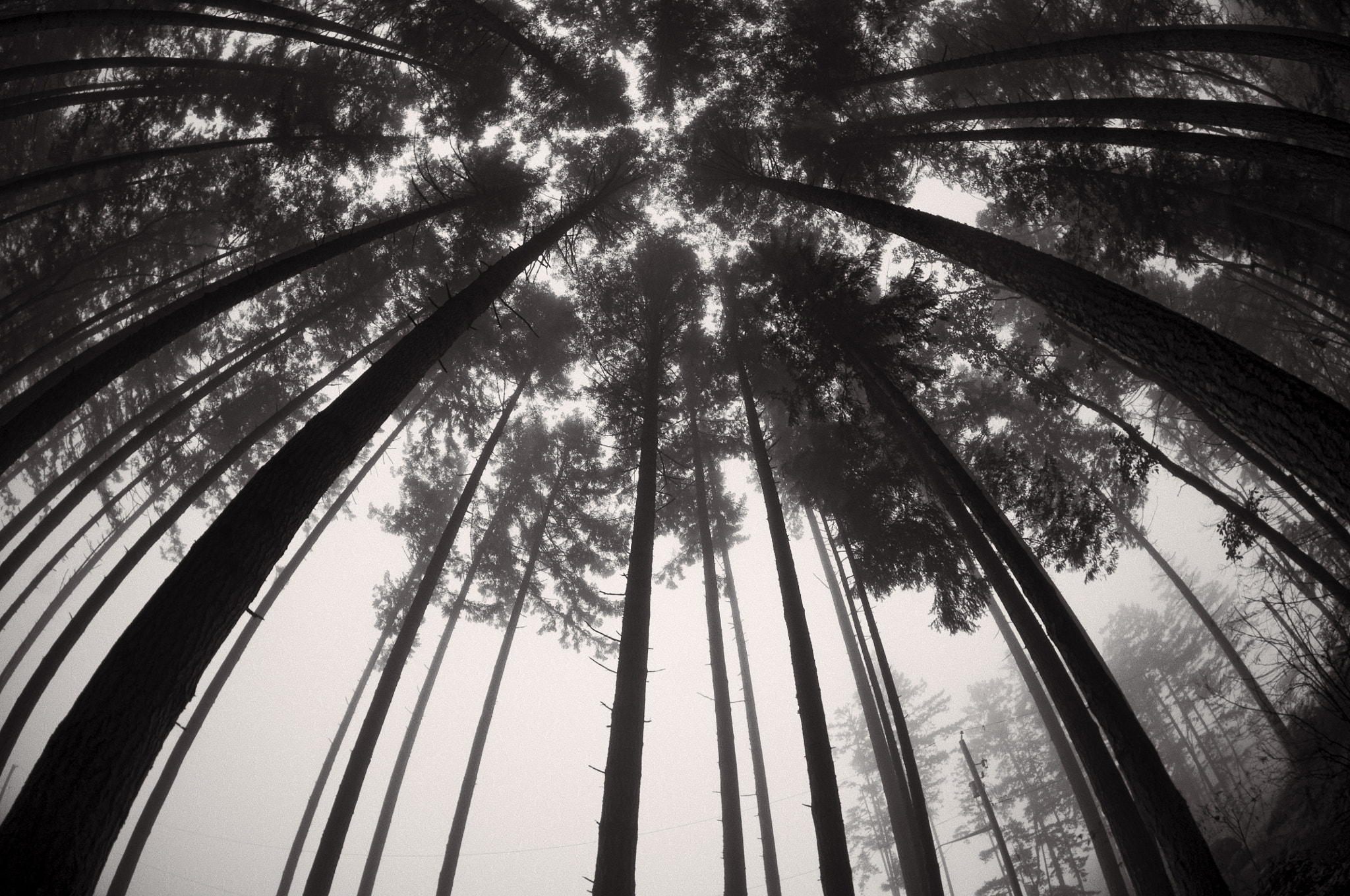Pentax K-x sample photo. Dome of trees photography