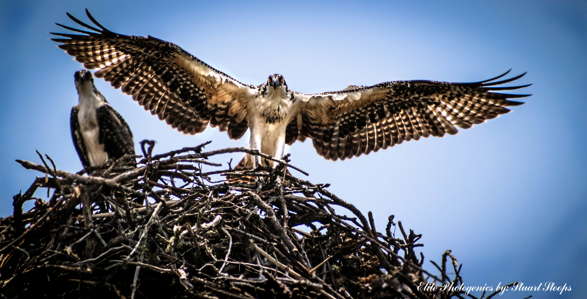 Canon EOS 650D (EOS Rebel T4i / EOS Kiss X6i) sample photo. Osprey photography