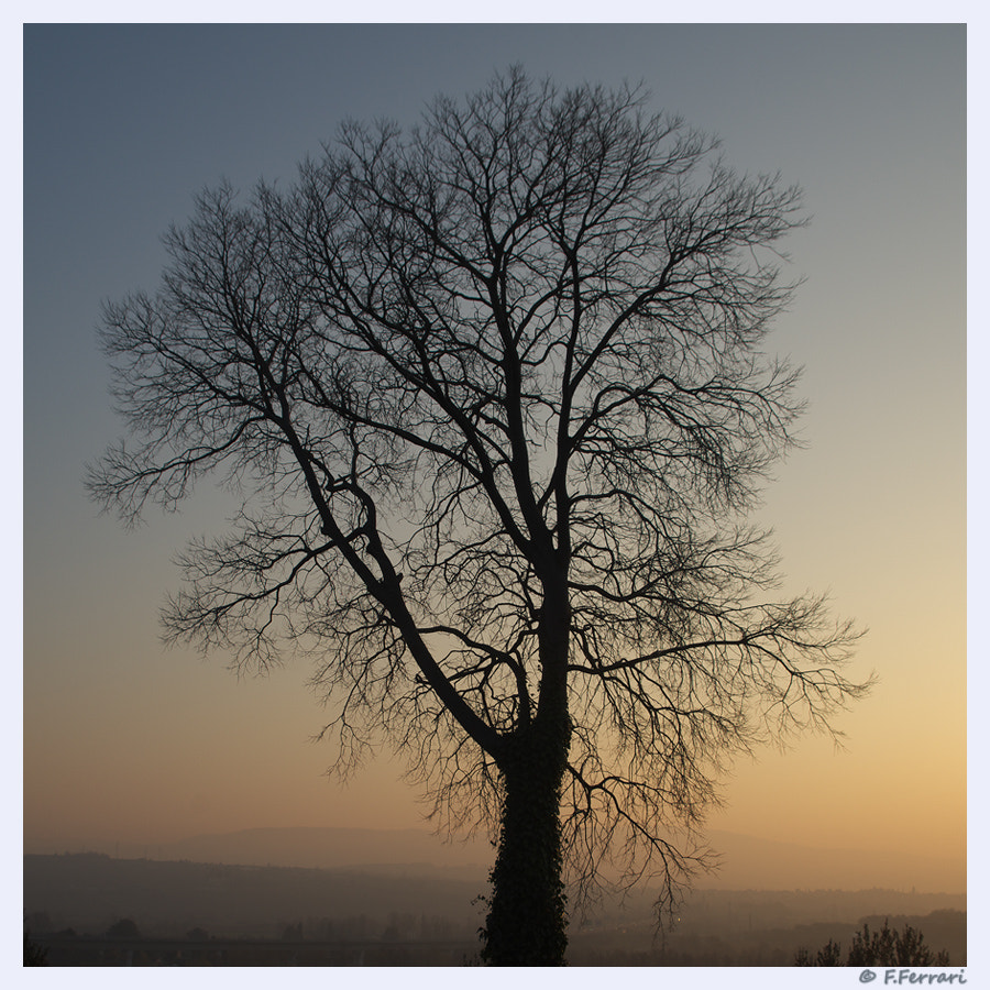 Pentax K-30 sample photo. Tree in silhouette photography