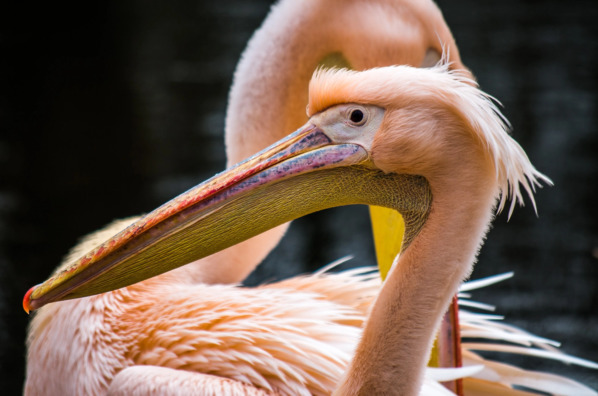 Pentax K-50 sample photo. Amsterdam: pelican at artis photography